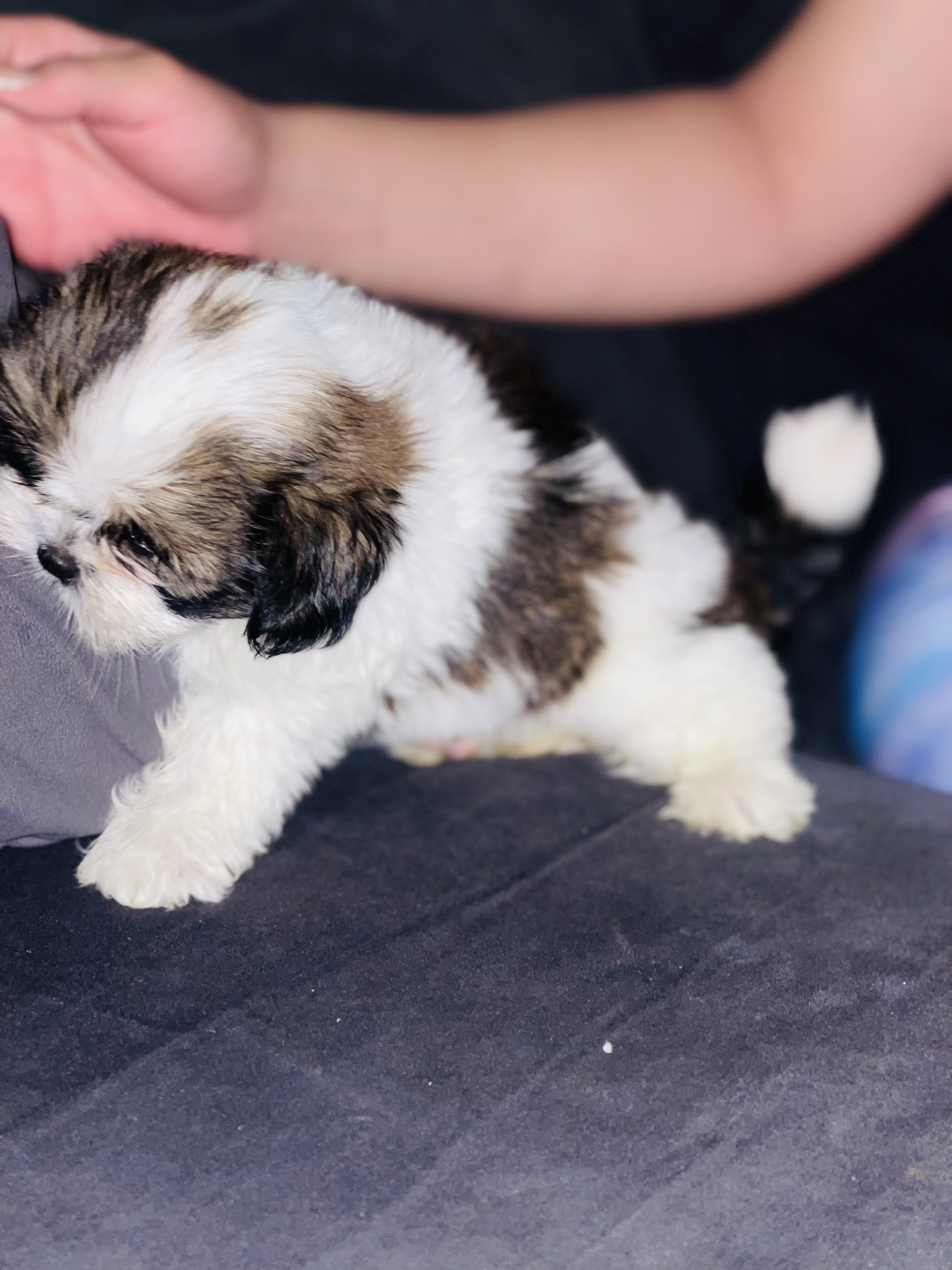 animales y mascotas - SHIH TZU MINI  2