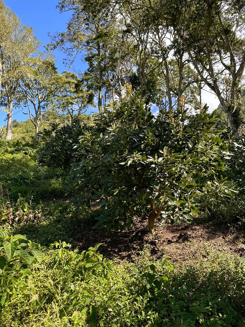 solares y terrenos - Vendo Oportunidad Finca De 132 Tareas Sembrada De Aguacate, Café, en Barahona 9