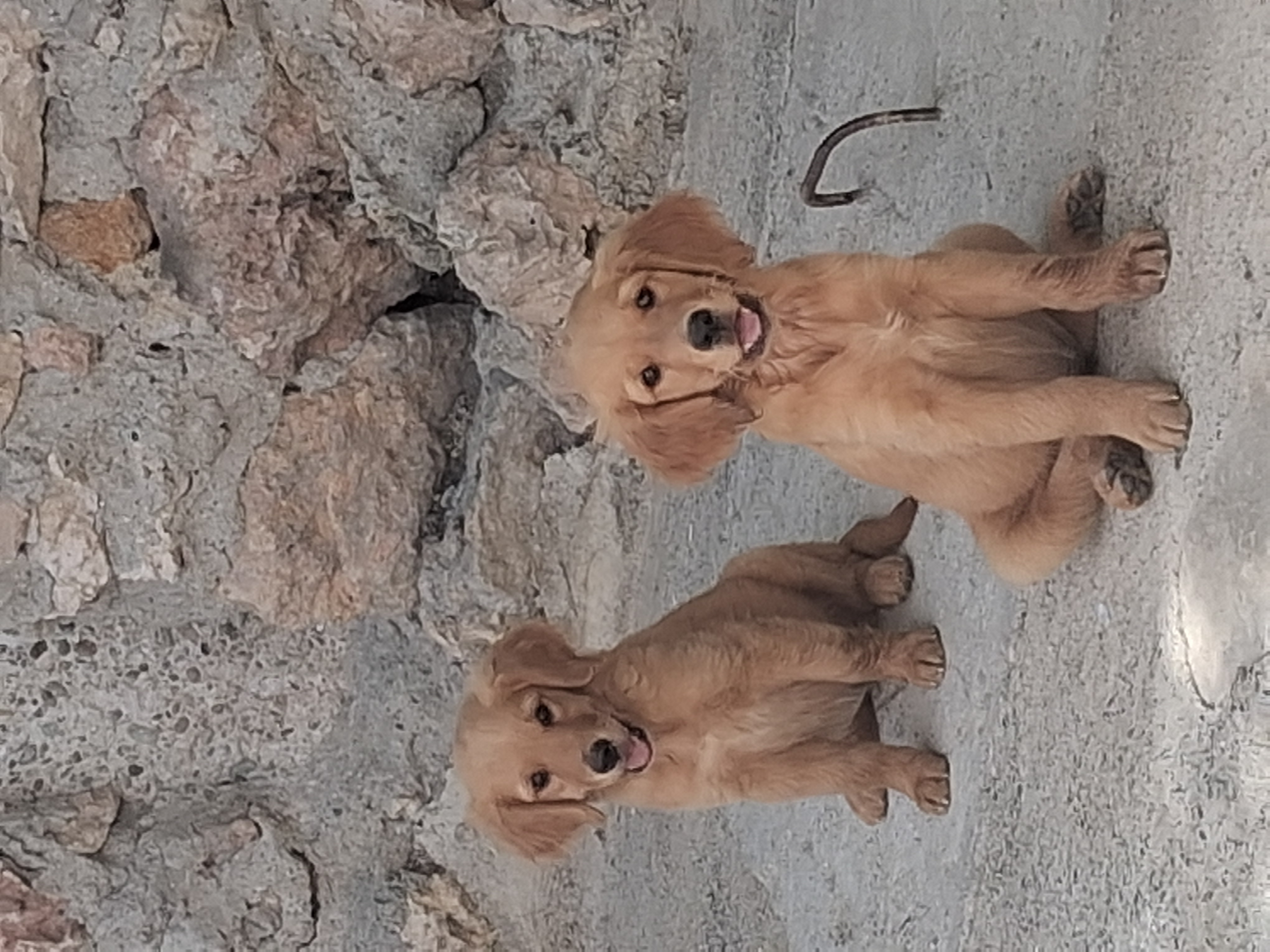 animales y mascotas - Hermosa y traviesas cachorritas Golden Retriever hermosas traviesas y cariñosa

 0