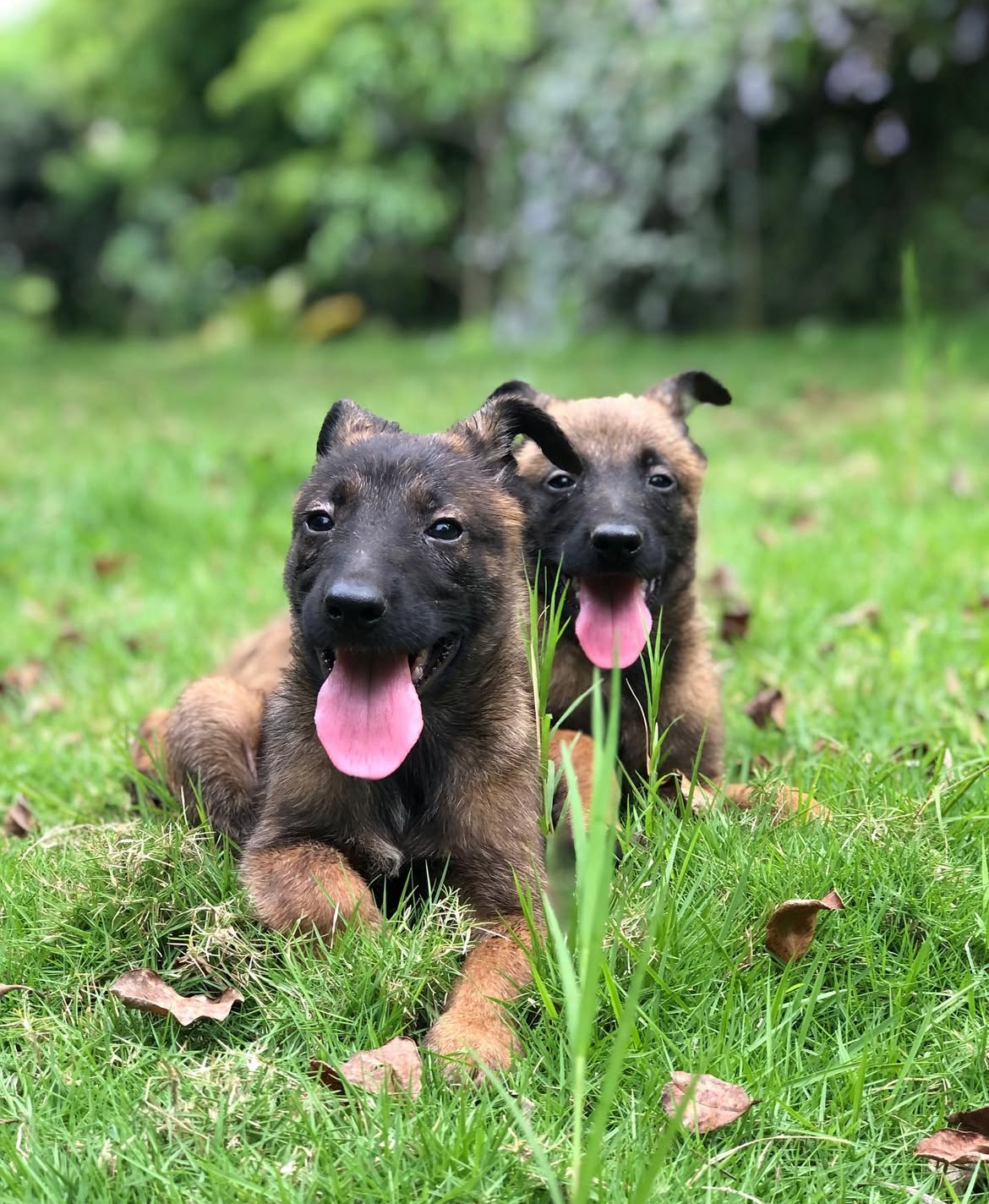 animales y mascotas - Disponible pastor belga malinois 1