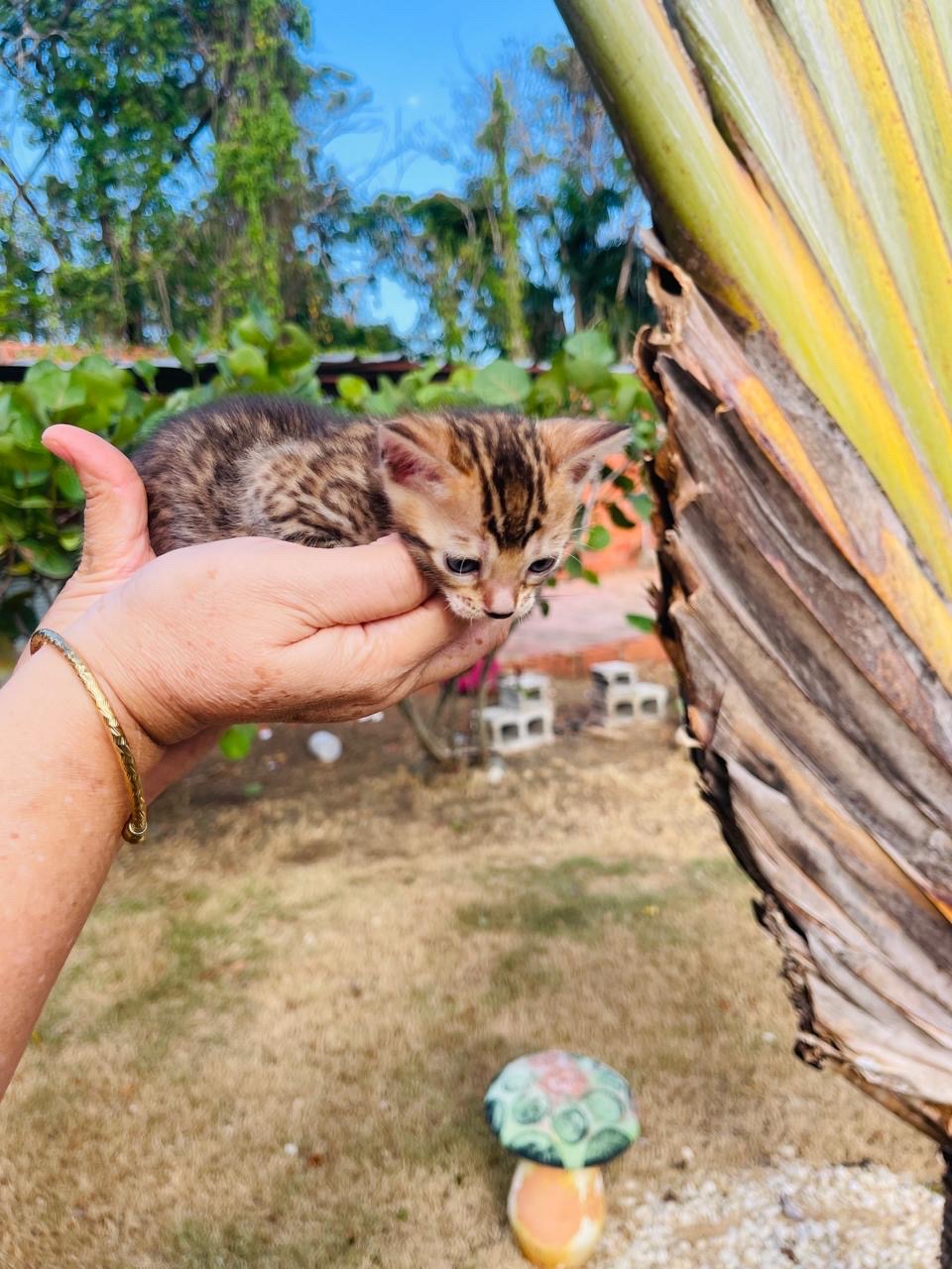 animales y mascotas - Gato Bengalí Hembra 6
