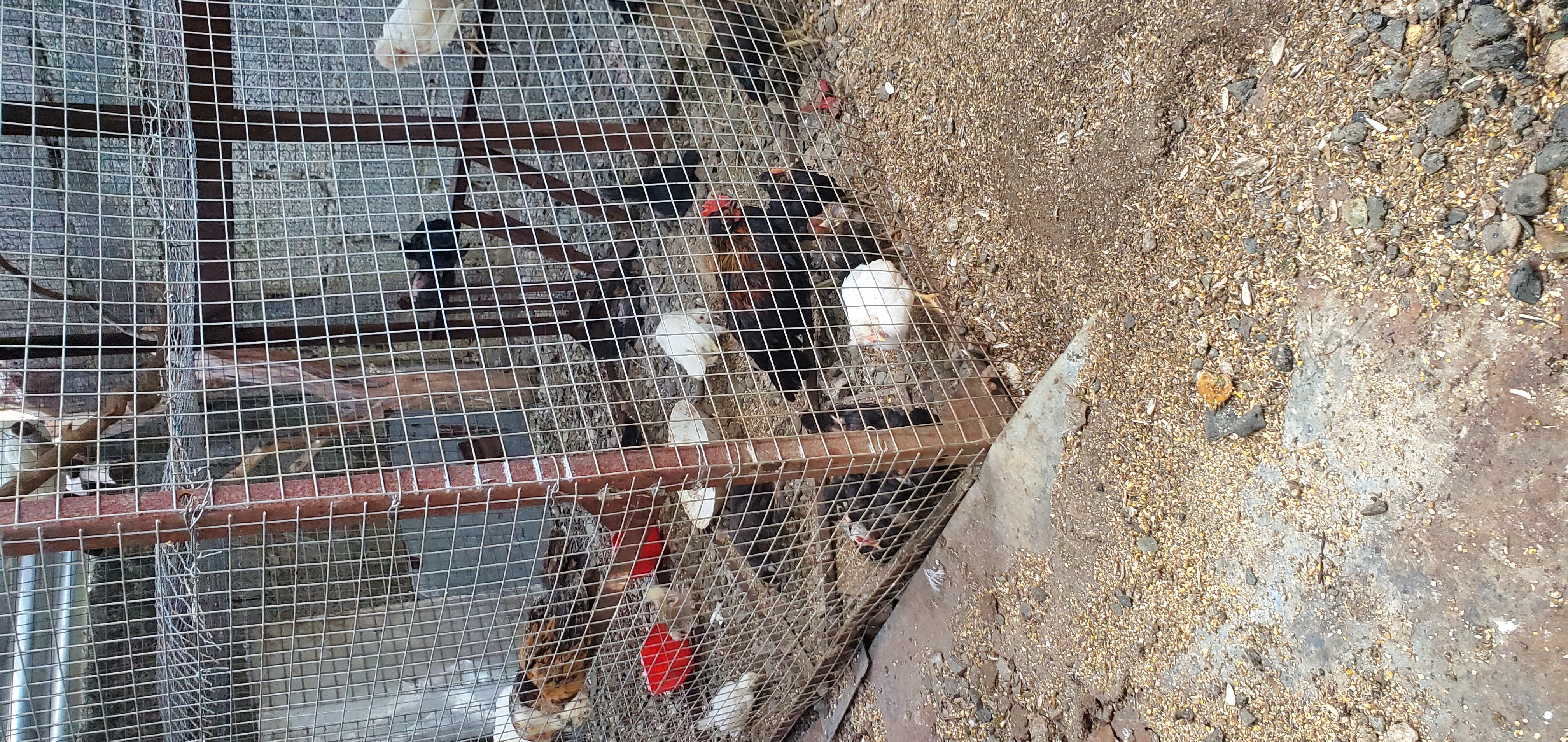 animales y mascotas - Gallinas Kiki disponible  6