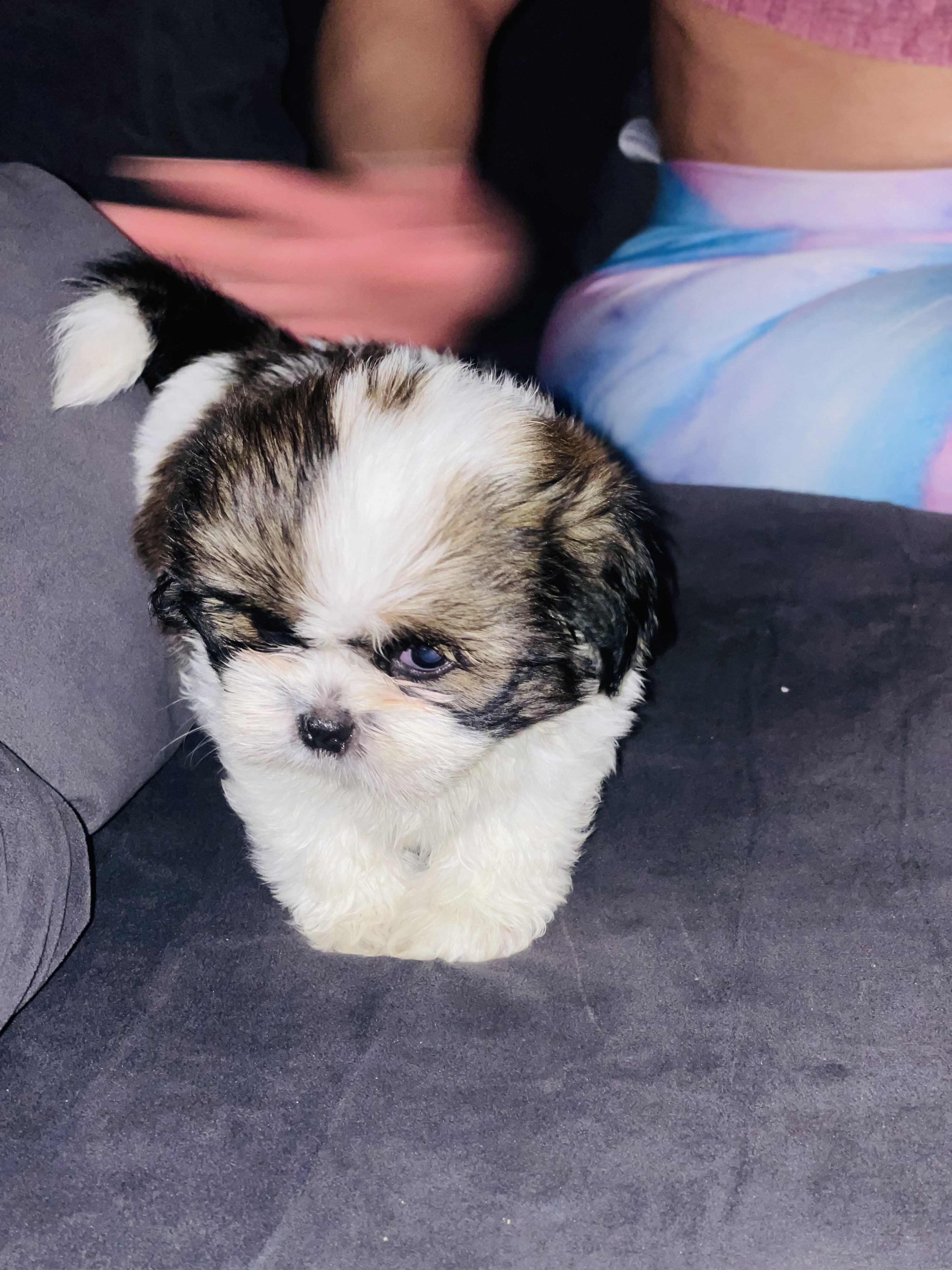 animales y mascotas - SHIH TZU MINI  3