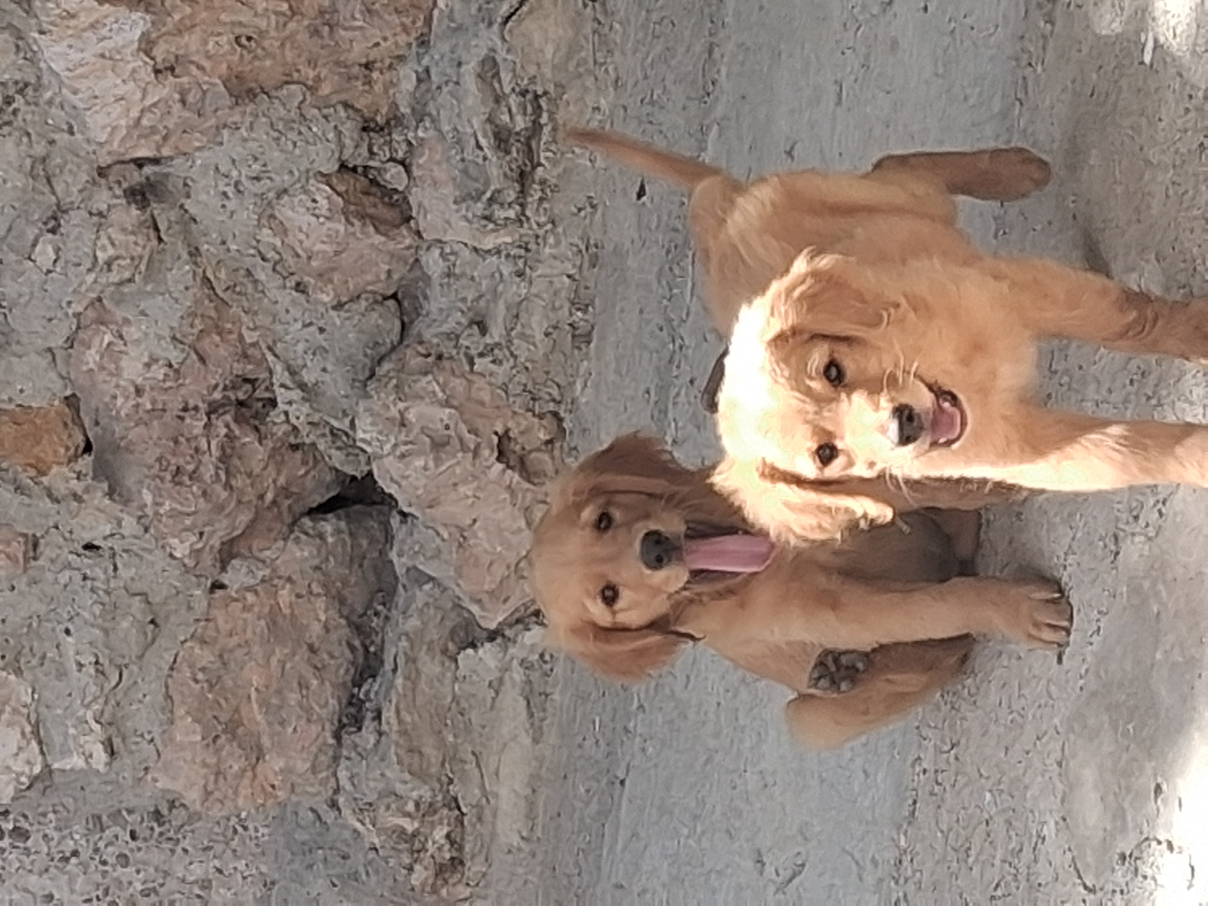 animales y mascotas - Hermosa y traviesas cachorritas Golden Retriever hermosas traviesas y cariñosa

 1