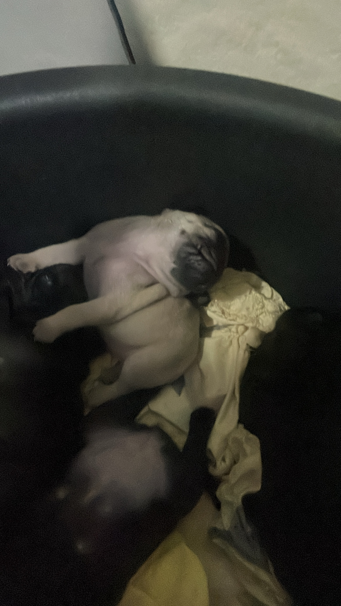 animales y mascotas - 🐾 ¡Hermosos Pug en Venta! 🐾 0