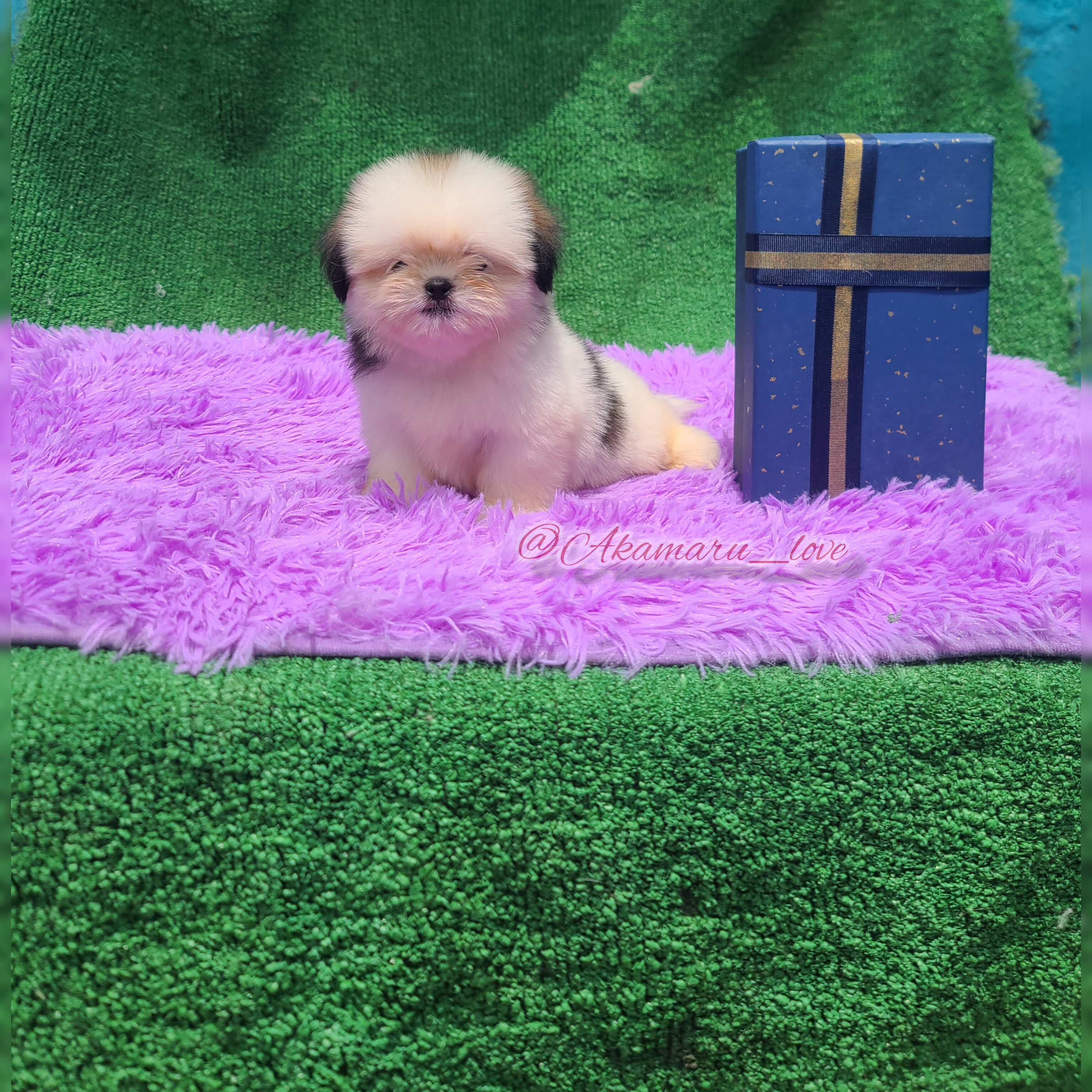 animales y mascotas - Shih tzu macho 3