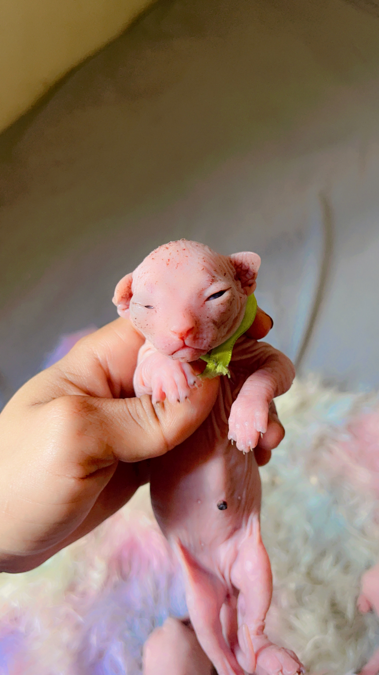 animales y mascotas - gatos esfinge , sphynx  1