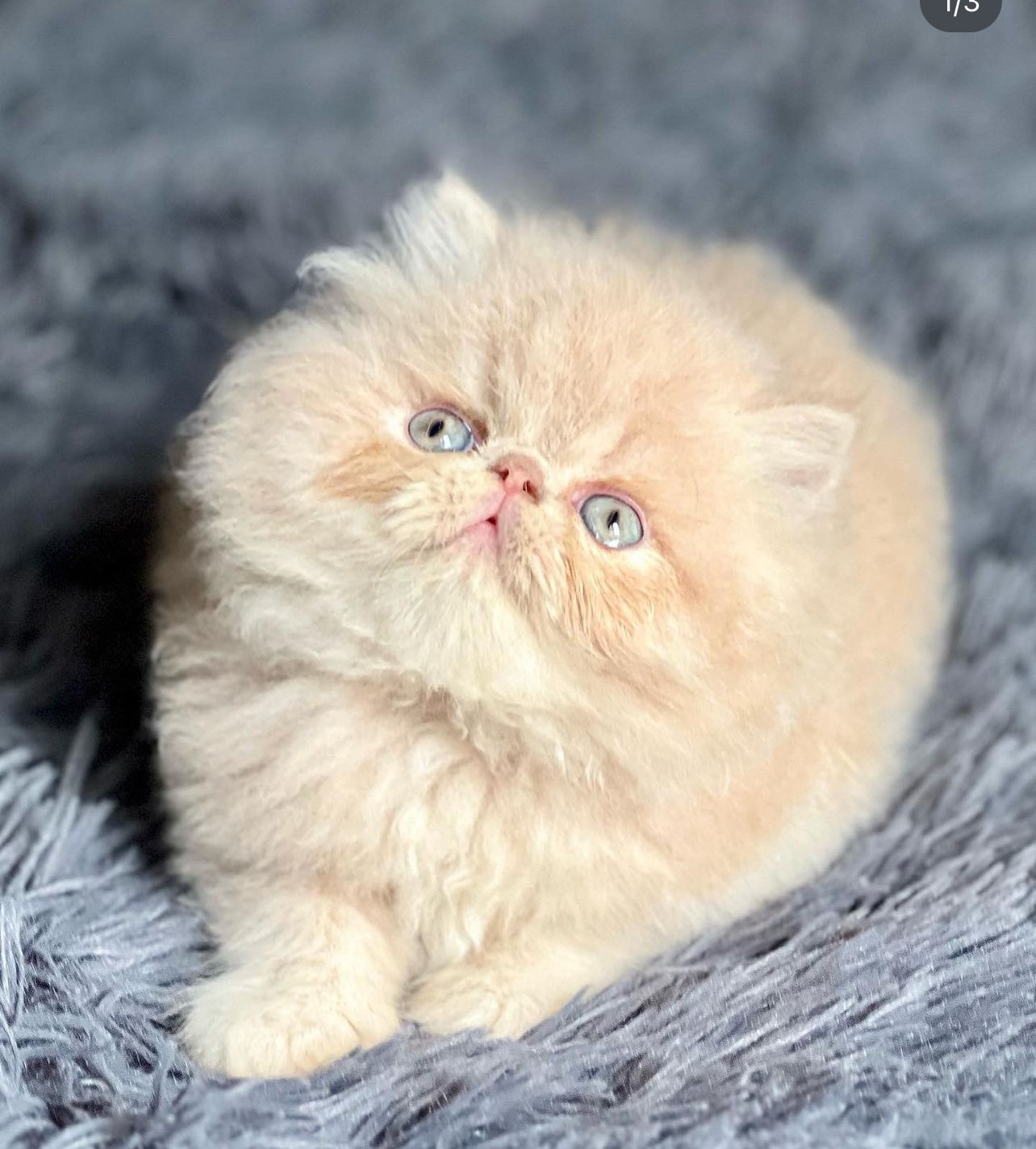 animales y mascotas - gatos persa  1