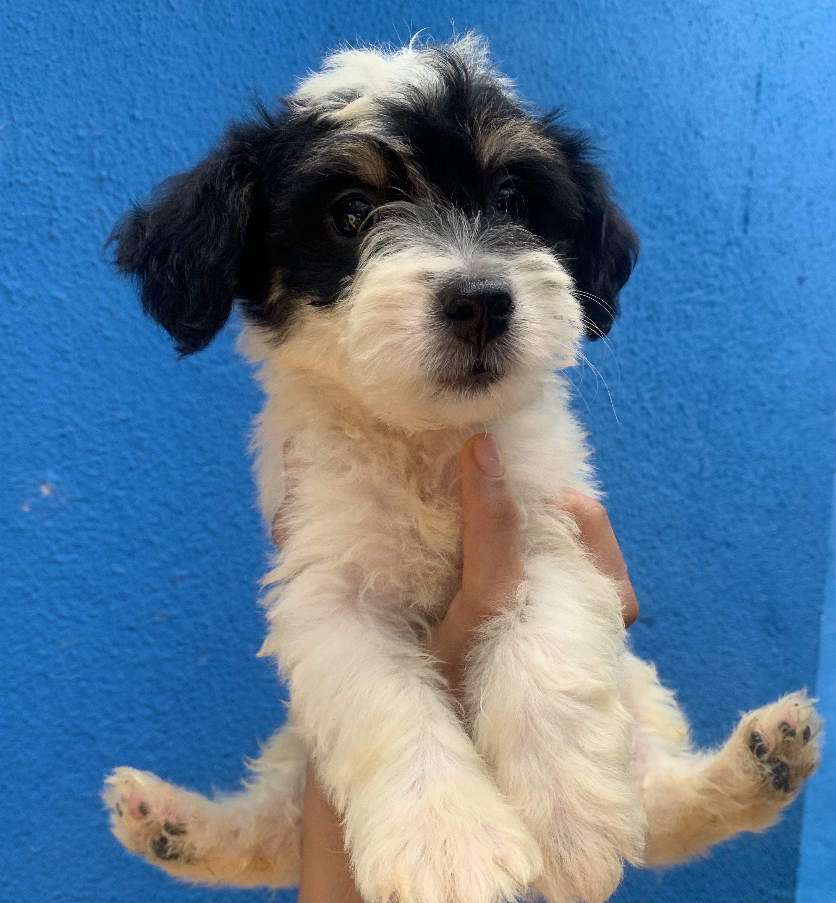 animales y mascotas - perro poodle peluche! 🥰 1
