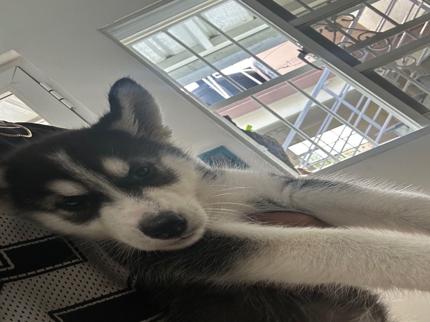 animales y mascotas - Perro raza husky siberiano (Hembra)  1