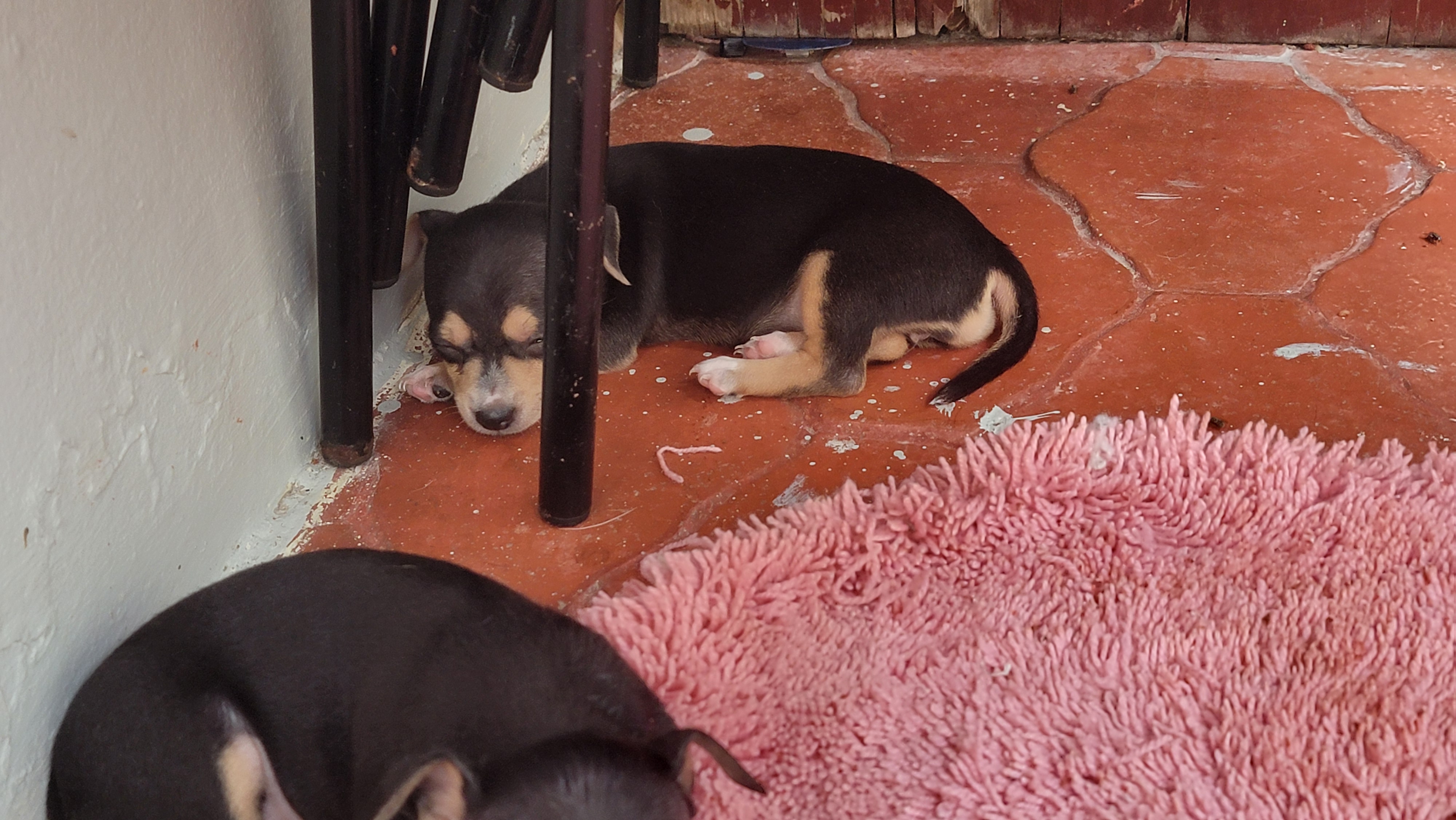 animales y mascotas - Perros chihuahua #2 2