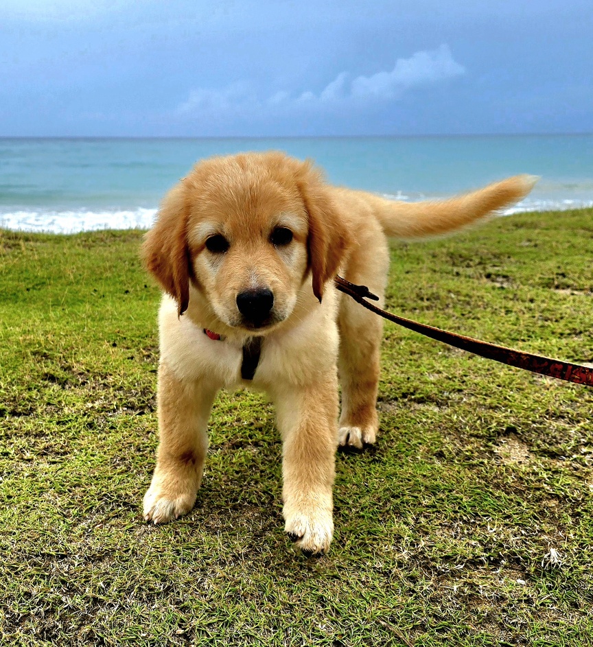 animales y mascotas - 🐾 ¡Buscamos familias para cachorros Hovawart 3