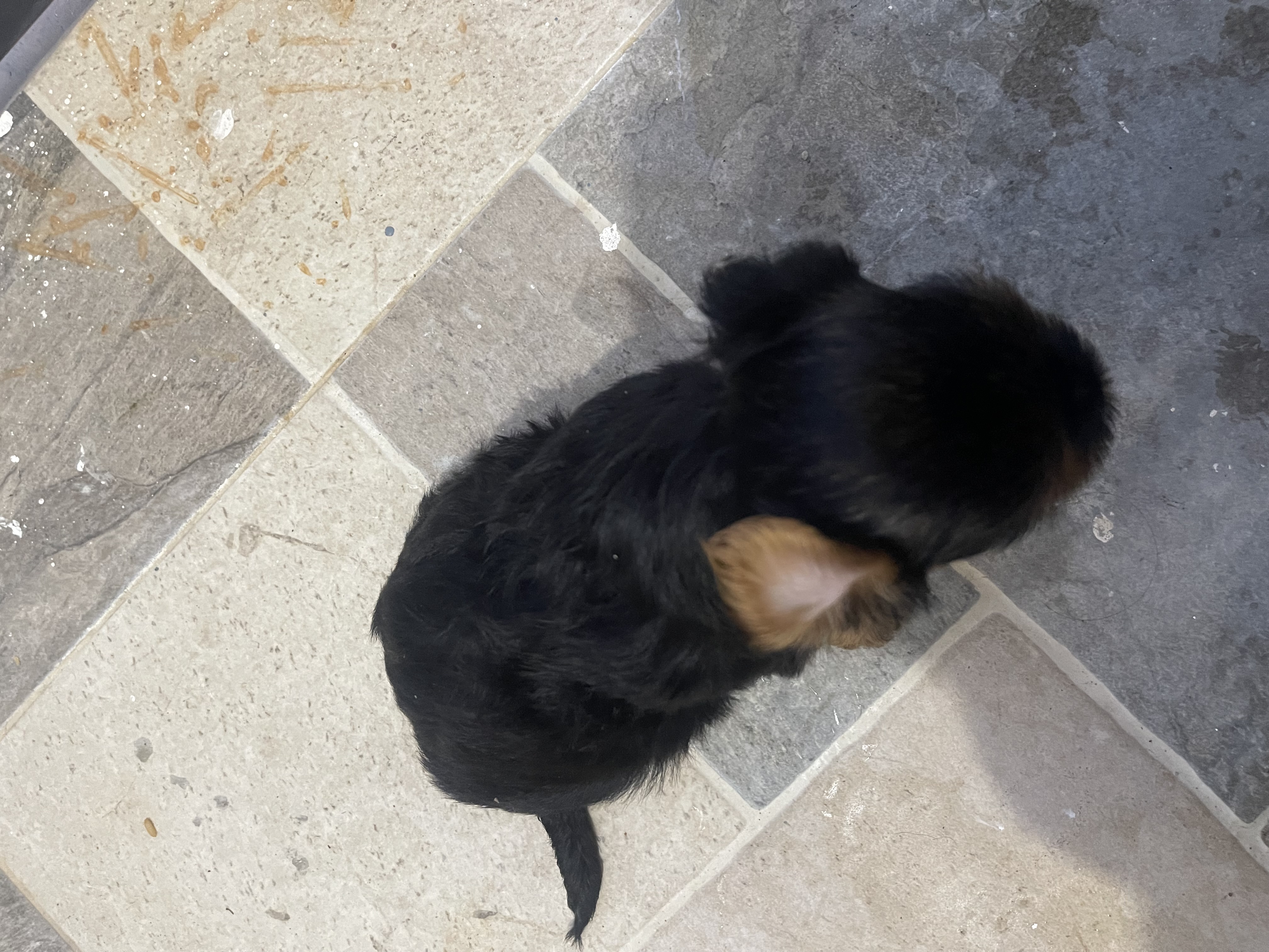 animales y mascotas - Yorkshire terrier 2