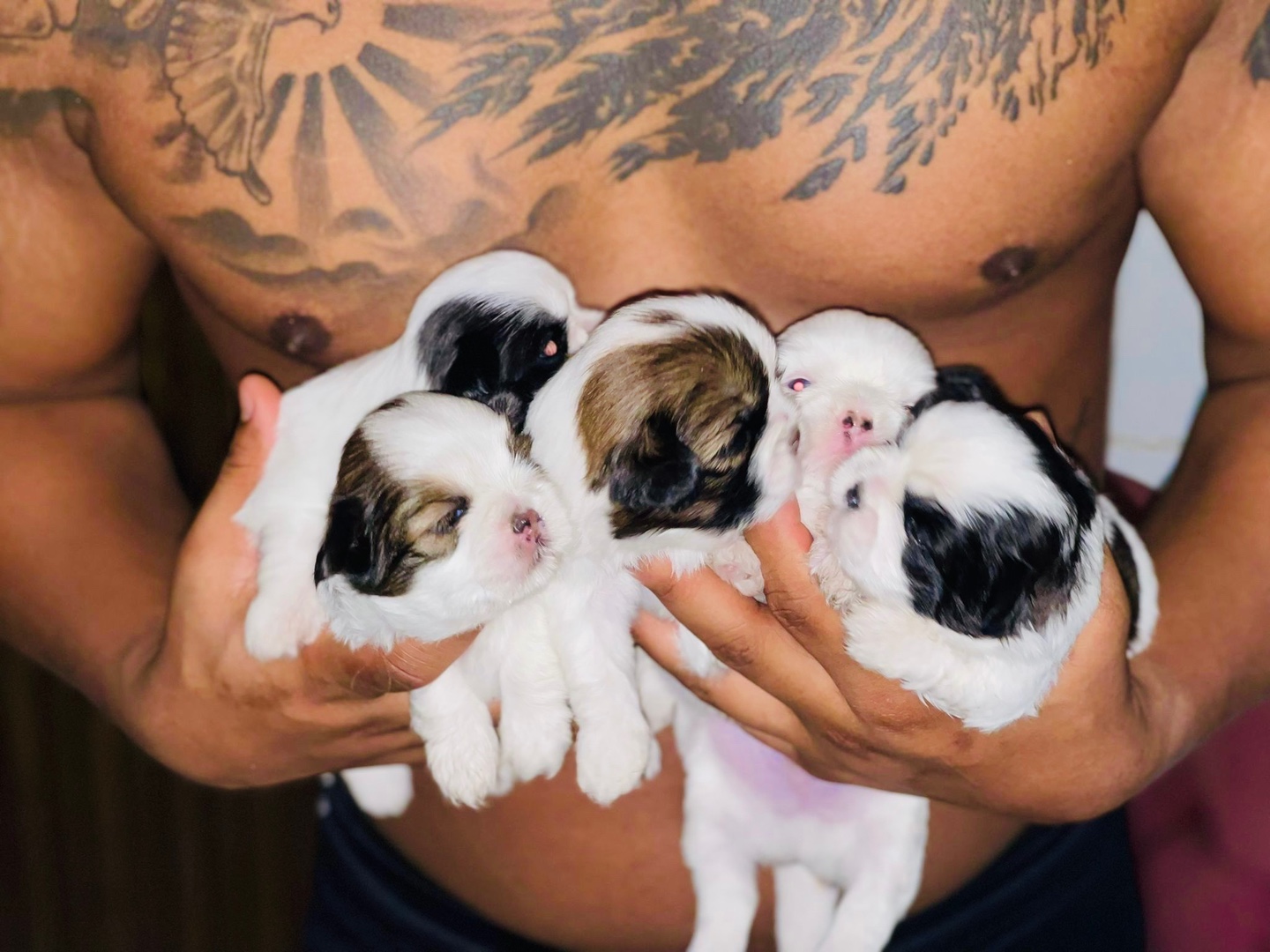 animales y mascotas - Perritos Shih tzu mini  7