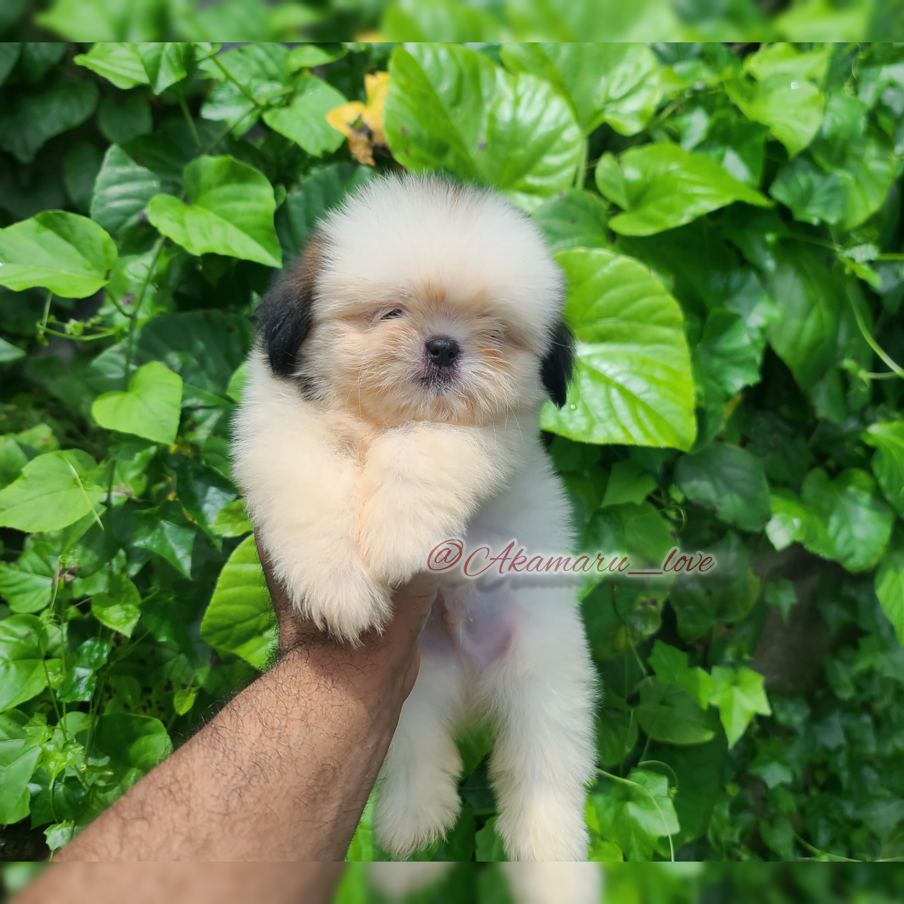 animales y mascotas - Shih tzu macho 0
