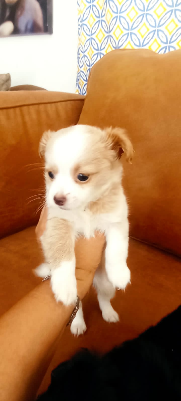 animales y mascotas - Cachorros Papatzu  0