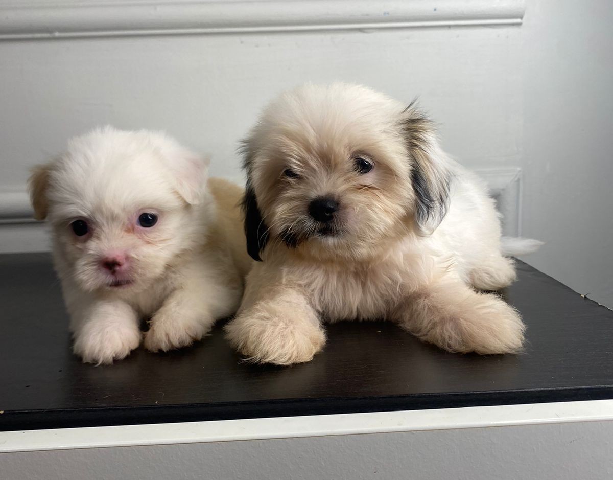 animales y mascotas - Shipoo hembra  4