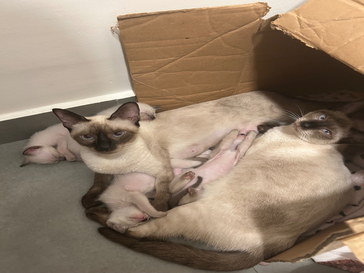 animales y mascotas - GATOS SIAMES EN VENTA!  6