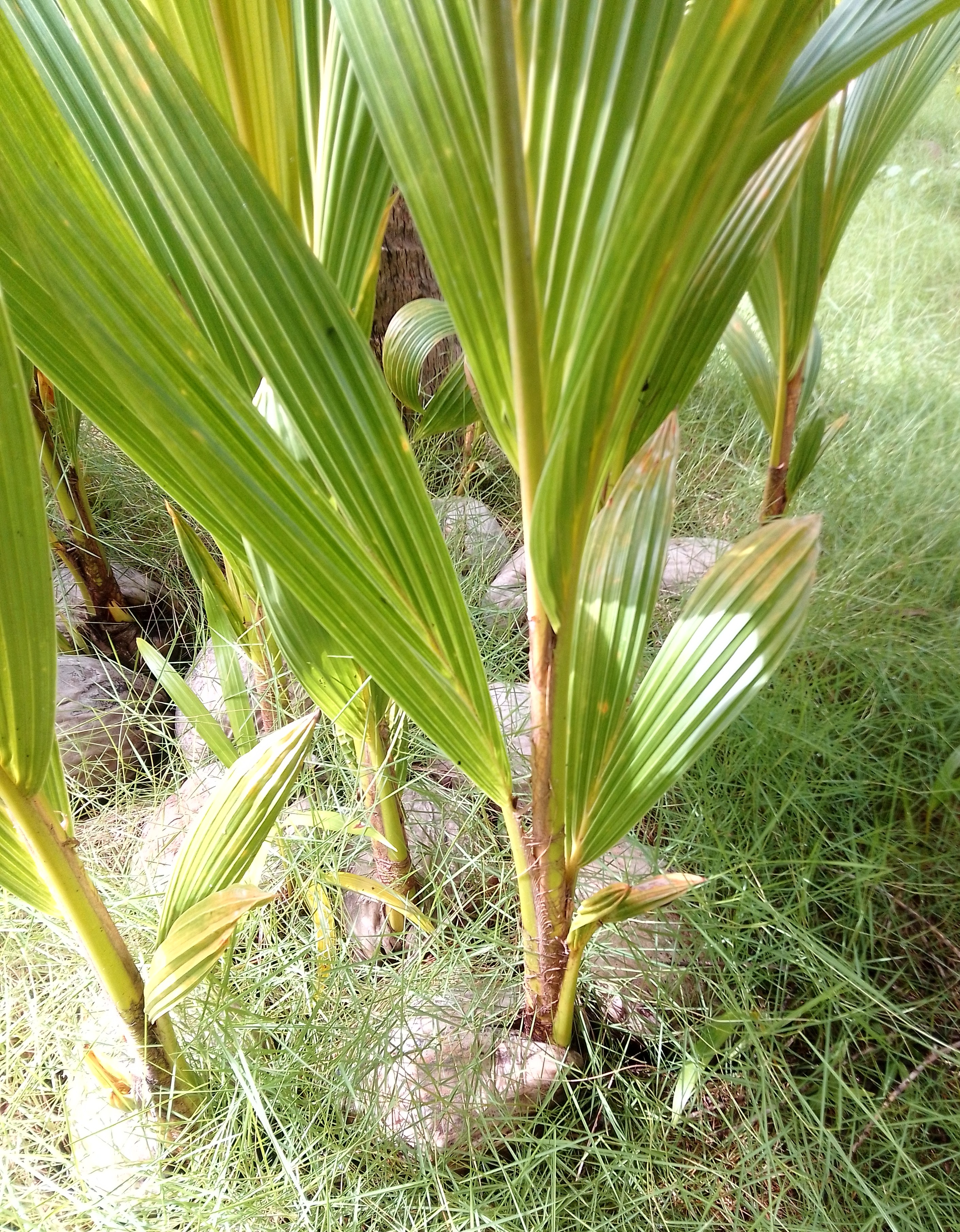 herramientas, jardines y exterior - Plantas y semillas de Coco Nucifera/ Hawaiana  2