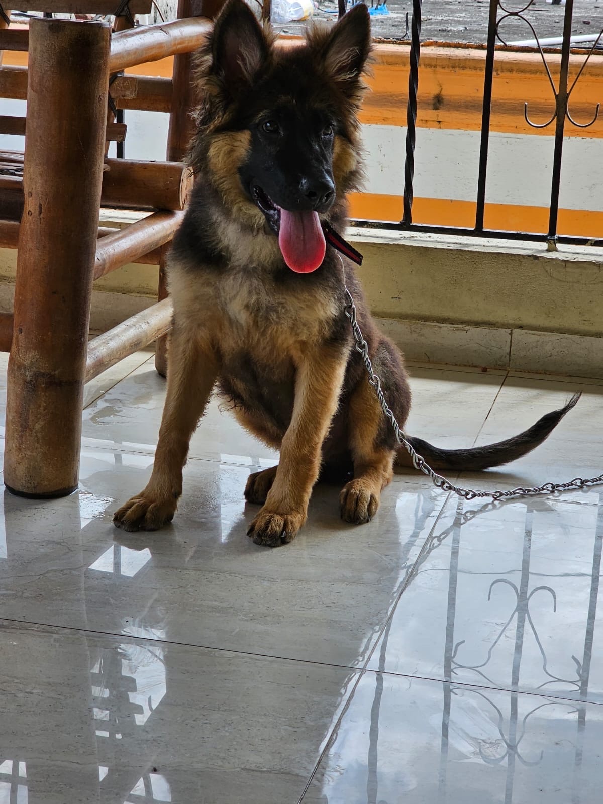 animales y mascotas - cachorro Pastor alemán 