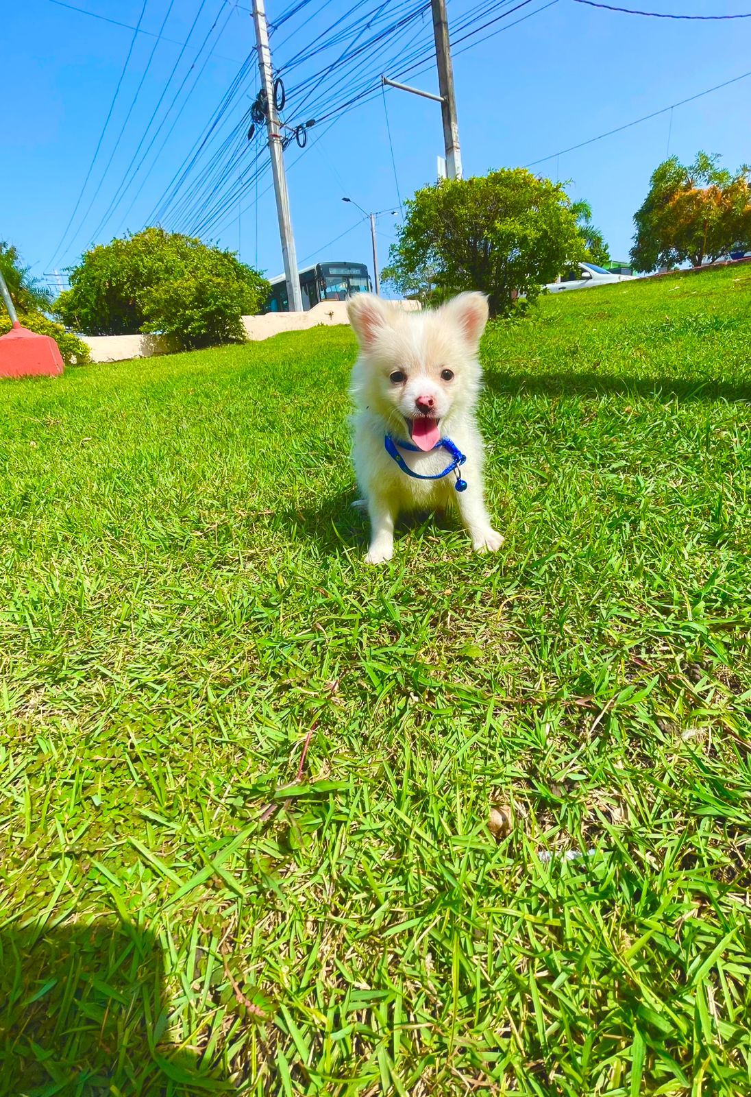 animales y mascotas - pomeranias cachorro 3