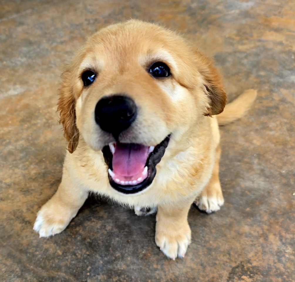 animales y mascotas - 🐾 ¡Buscamos familias para cachorros Hovawart 0