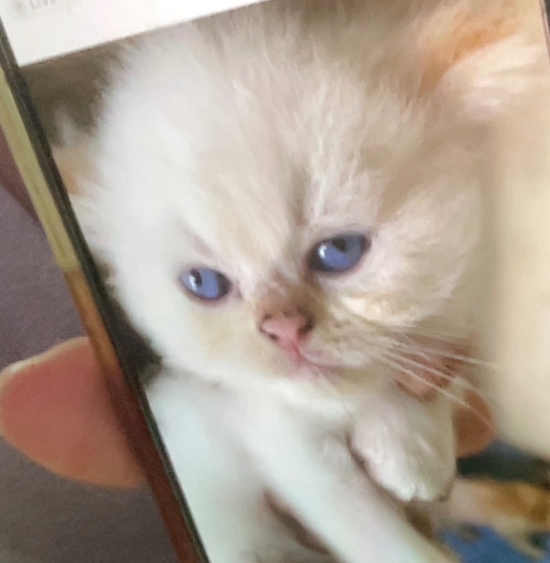 animales y mascotas - Gatito Persa Doll Face Himalayo Flame Point  2