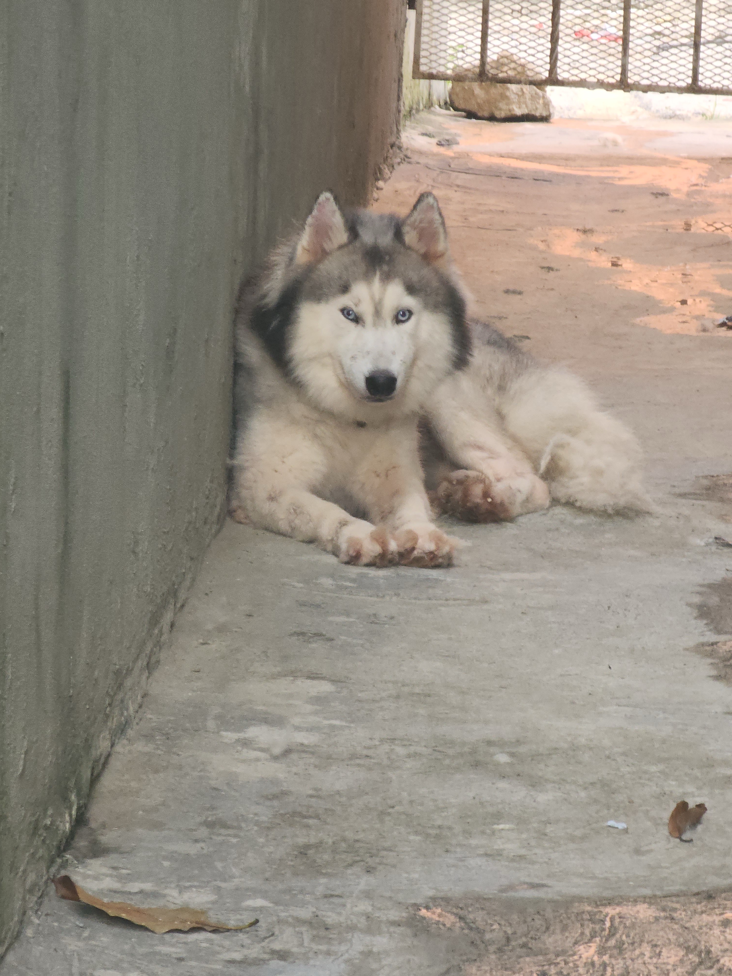 animales y mascotas - hosky siberiano , no puedo tenerlo donde me voy a mudar  0