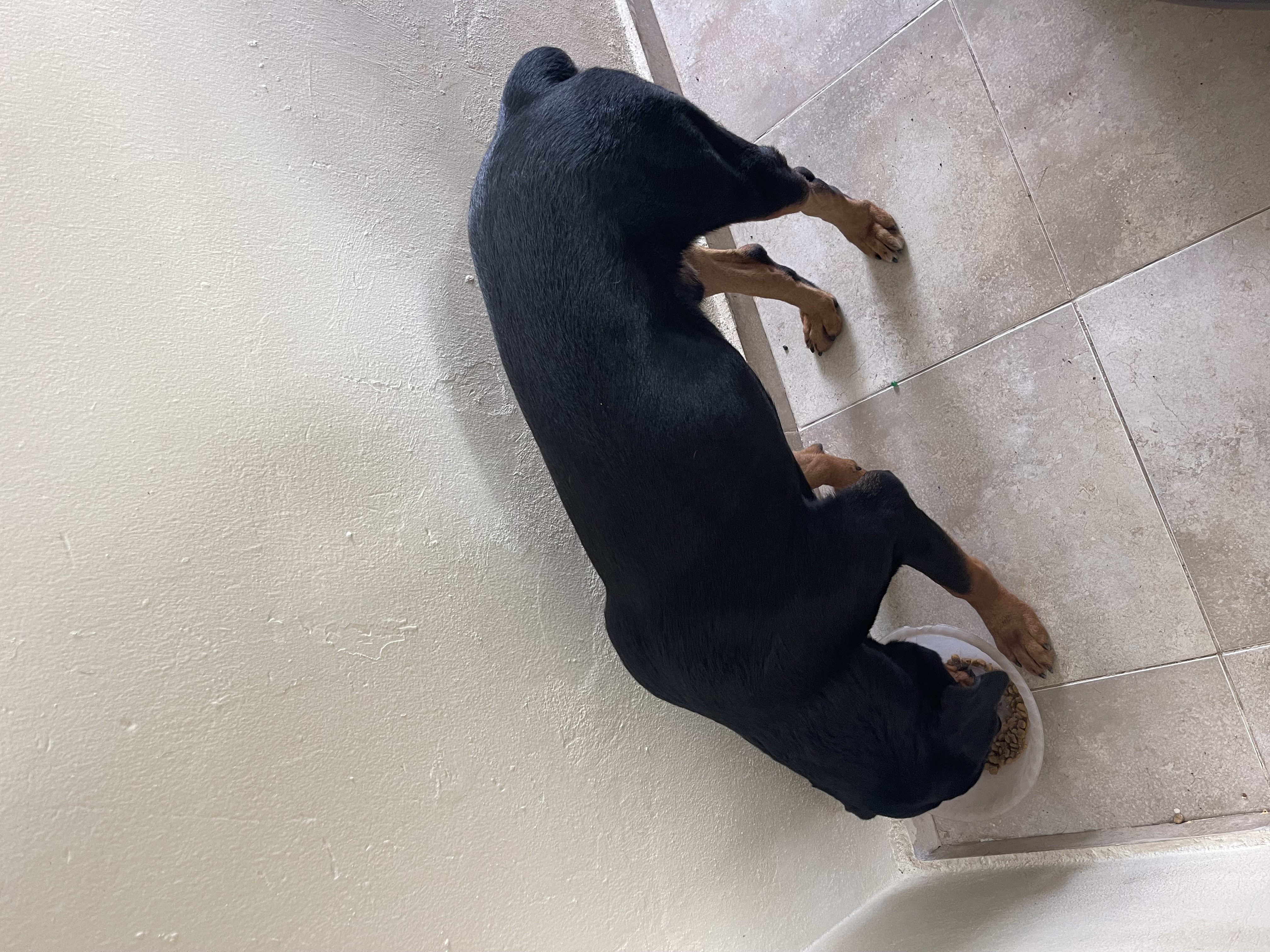 animales y mascotas - Vendo rotweiller cachorro  6
