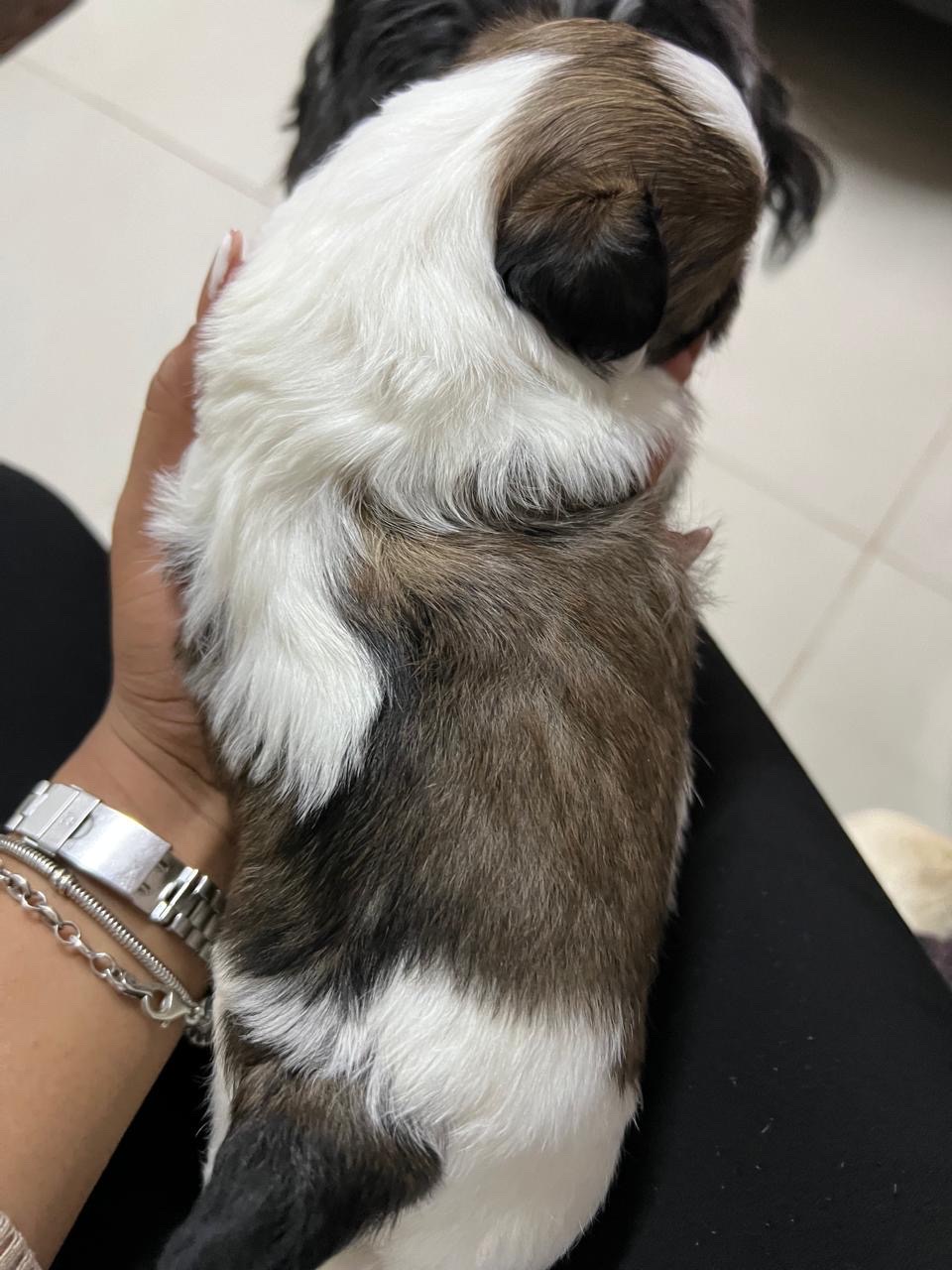 animales y mascotas - Shitzut varones y hembra  3