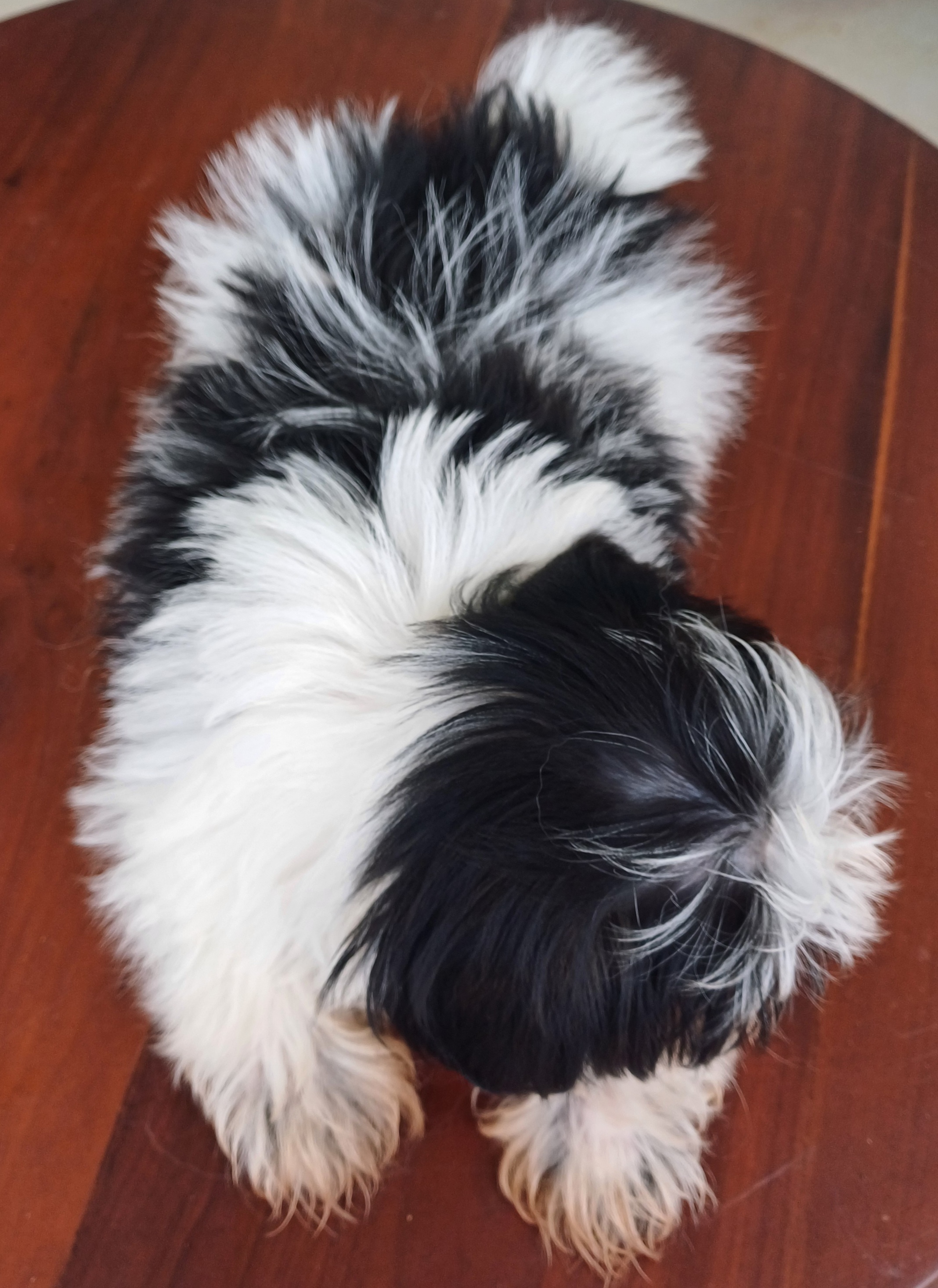animales y mascotas - Cachorro Shih Tzu 2