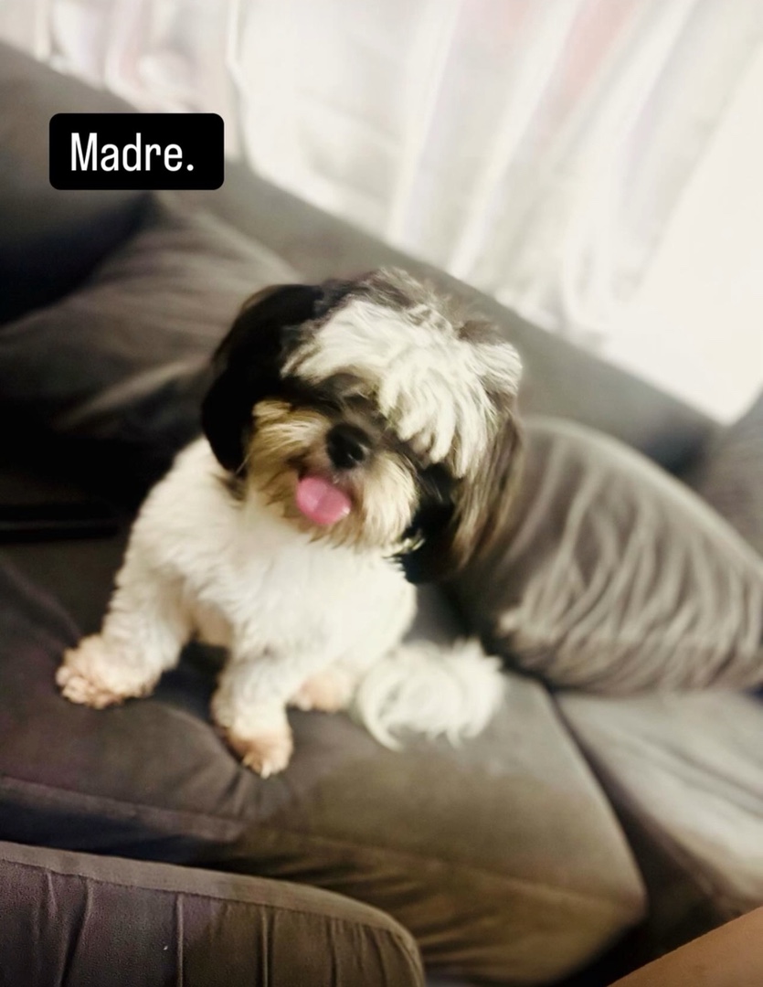 animales y mascotas - Perritos Shih tzu mini  8