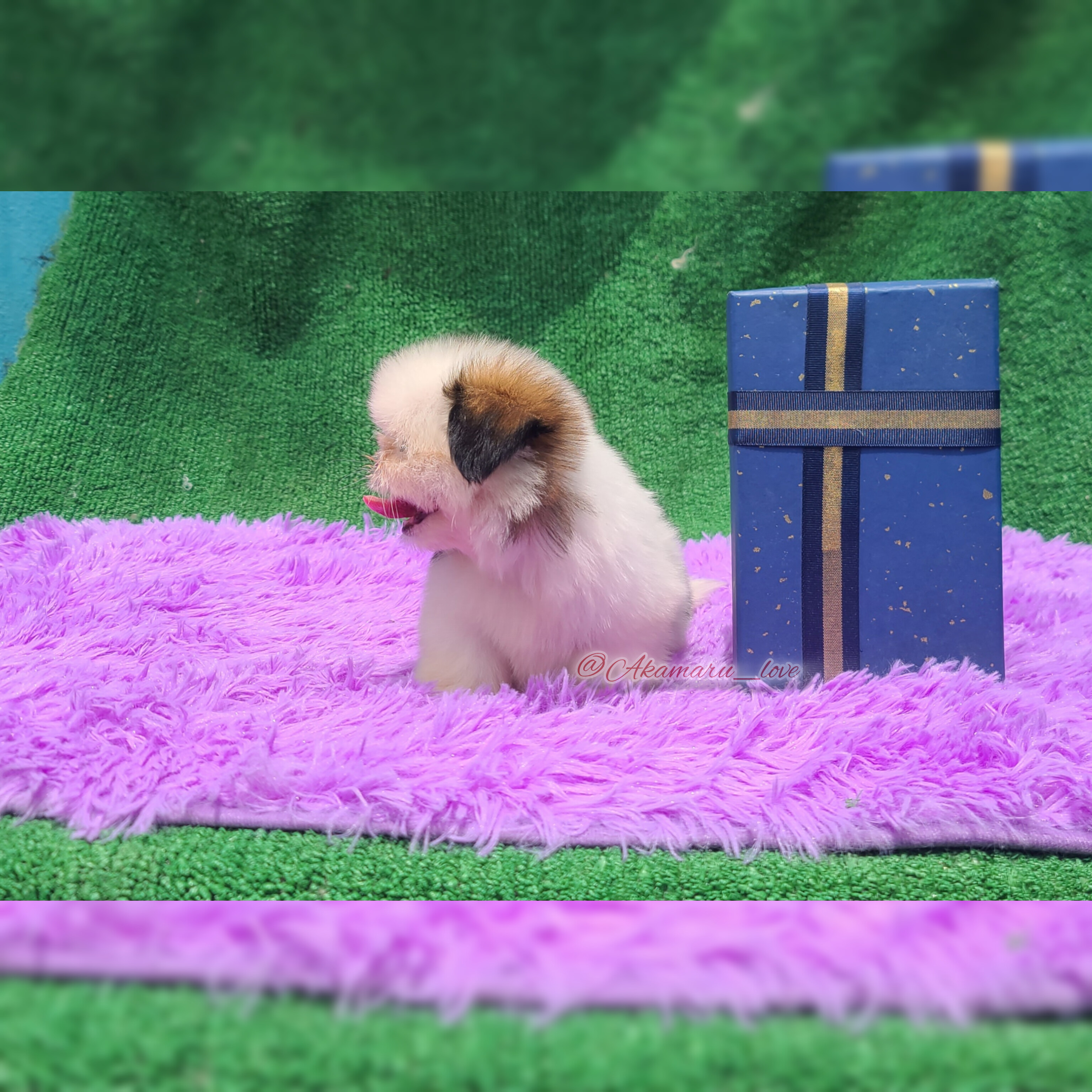 animales y mascotas - Shih tzu macho 1