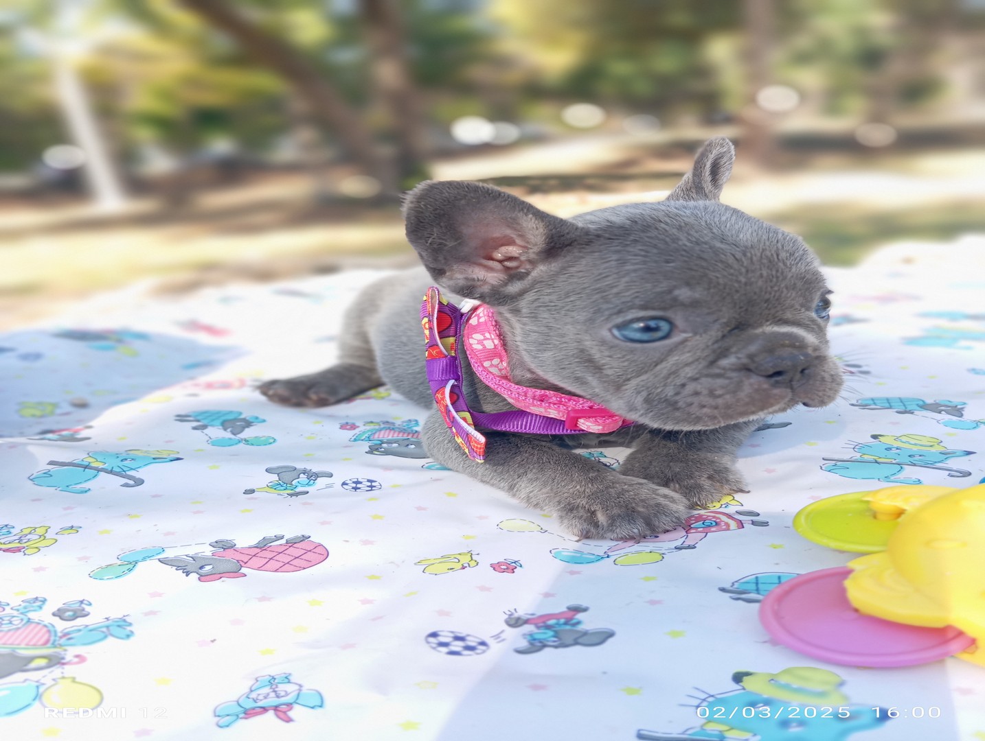 animales y mascotas - BULLDOG FRANCES HEMBRA BLUE