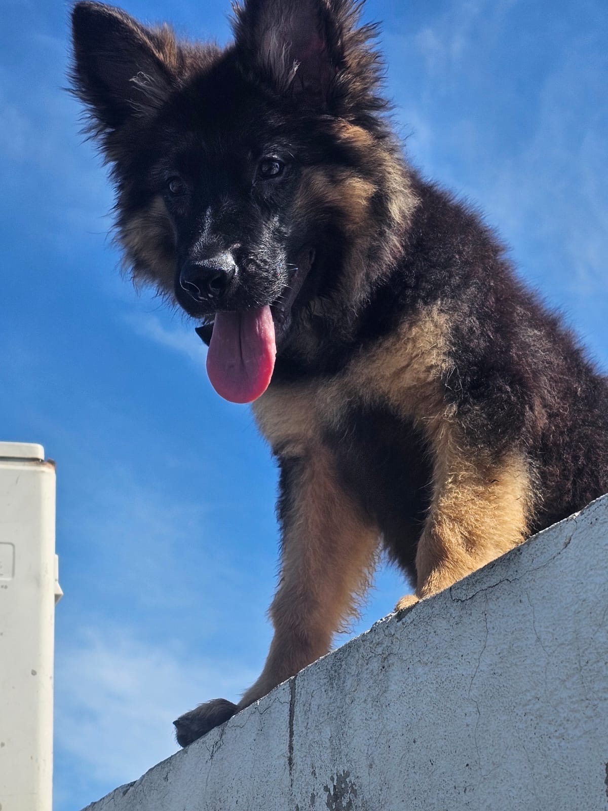 animales y mascotas - cachorro Pastor alemán  1
