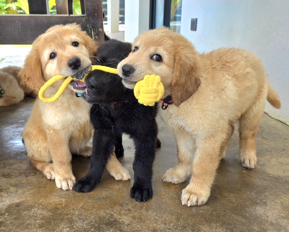 animales y mascotas - 🐾 ¡Buscamos familias para cachorros Hovawart 1