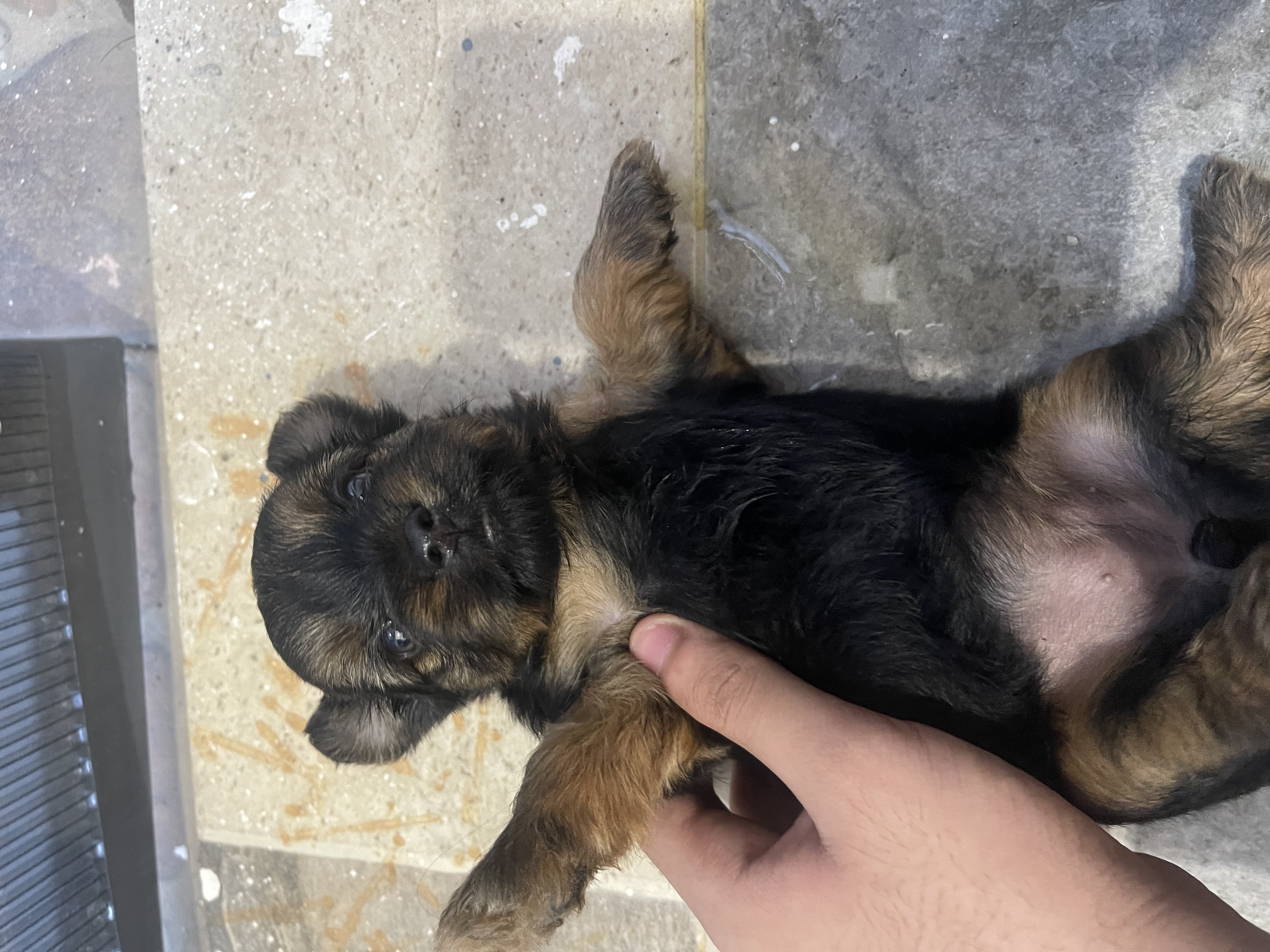 animales y mascotas - Yorkshire terrier 0