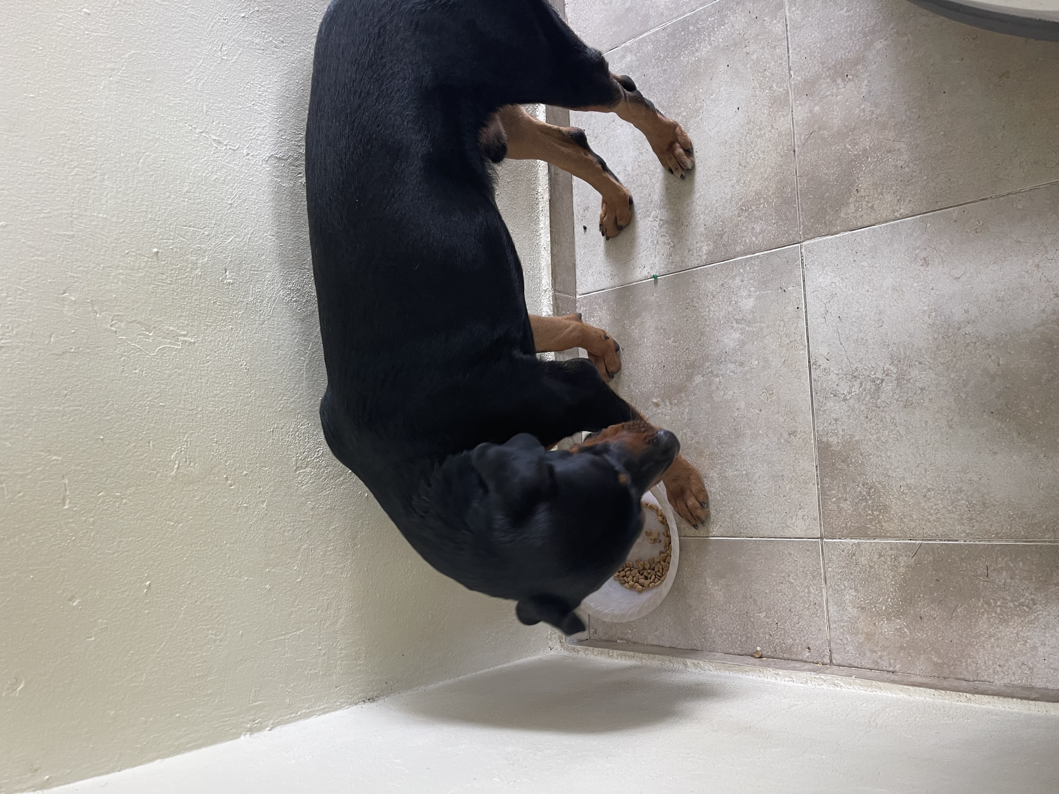 animales y mascotas - Vendo rotweiller cachorro  7