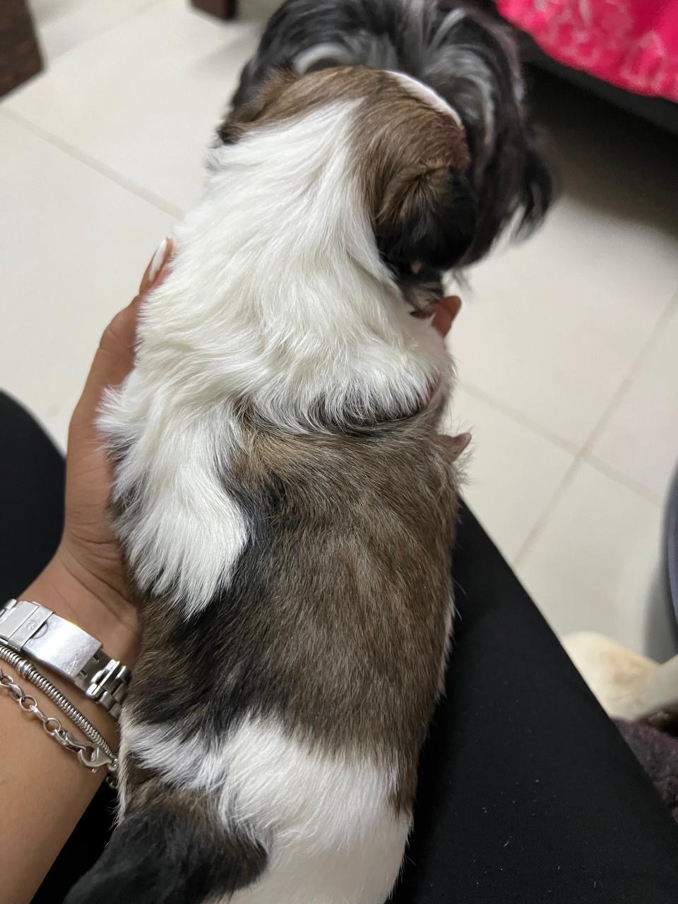 animales y mascotas - Shitzut varones y hembra  4