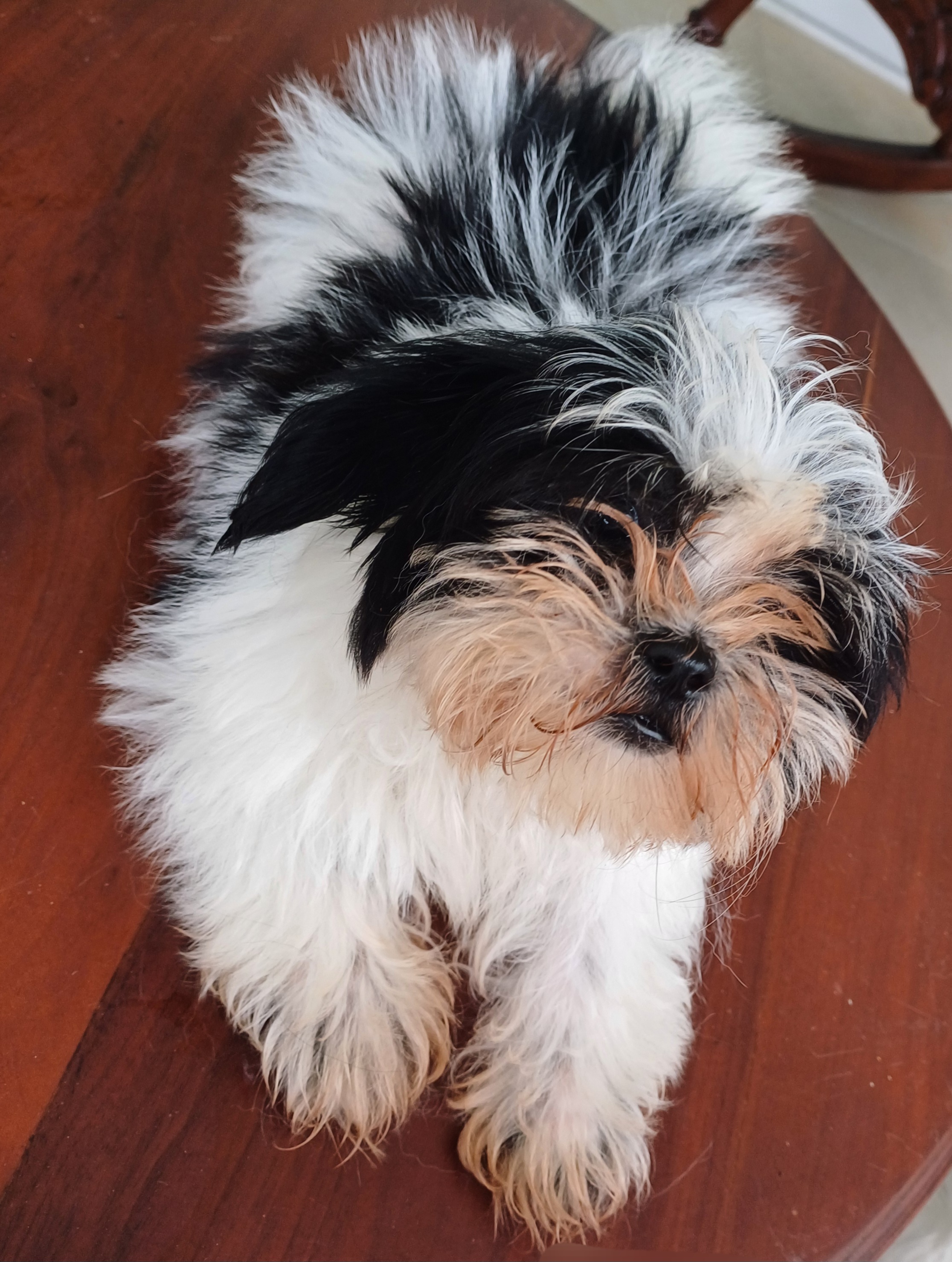 animales y mascotas - Cachorro Shih Tzu 3
