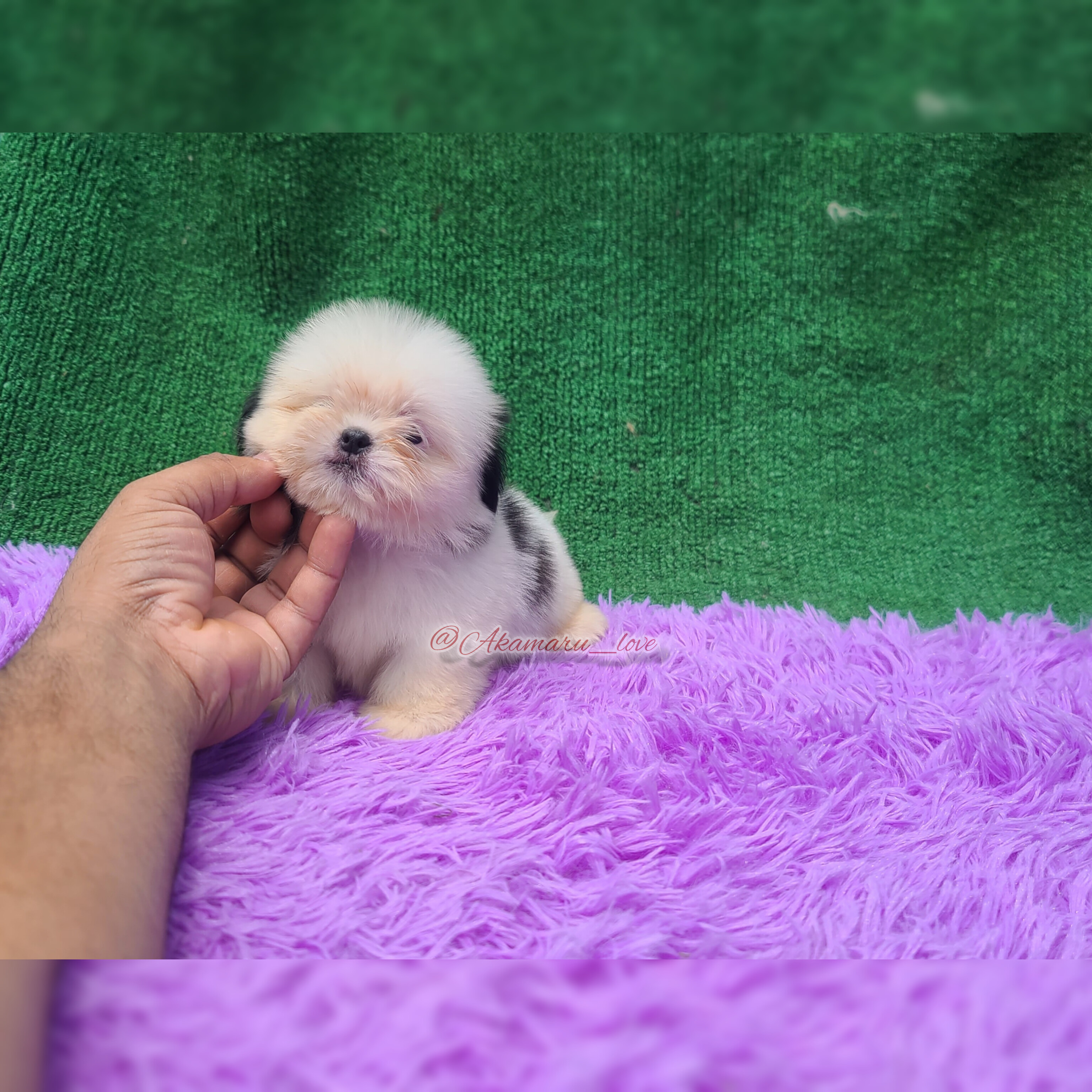 animales y mascotas - Shih tzu macho 2