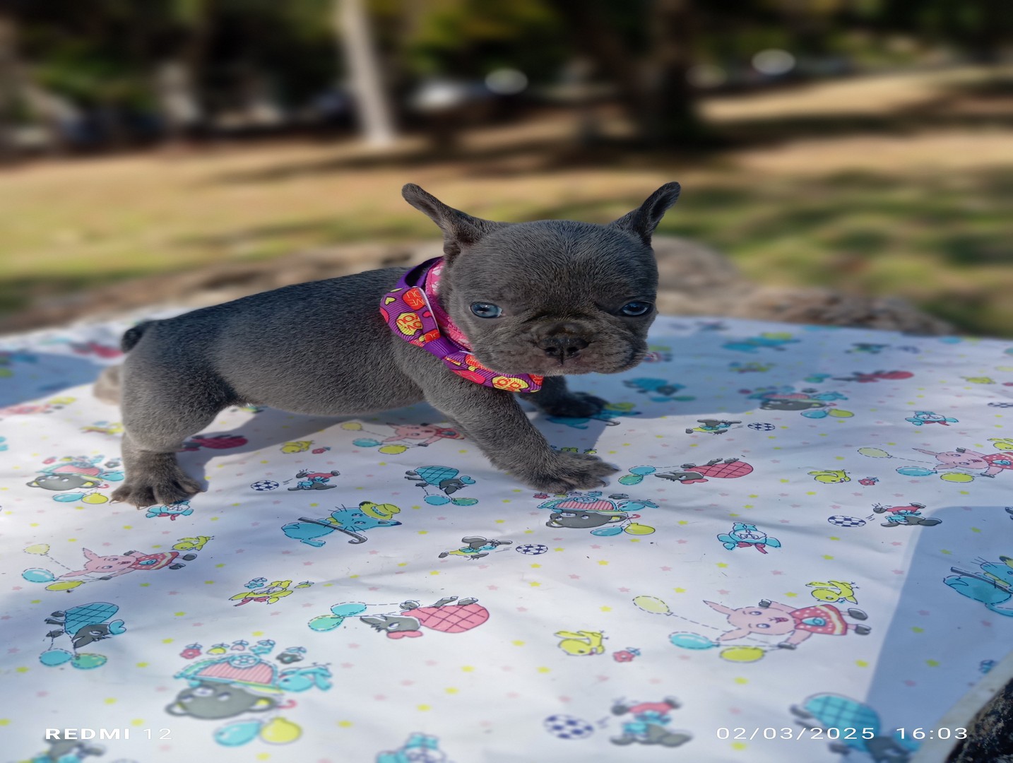 animales y mascotas - BULLDOG FRANCES HEMBRA BLUE 1