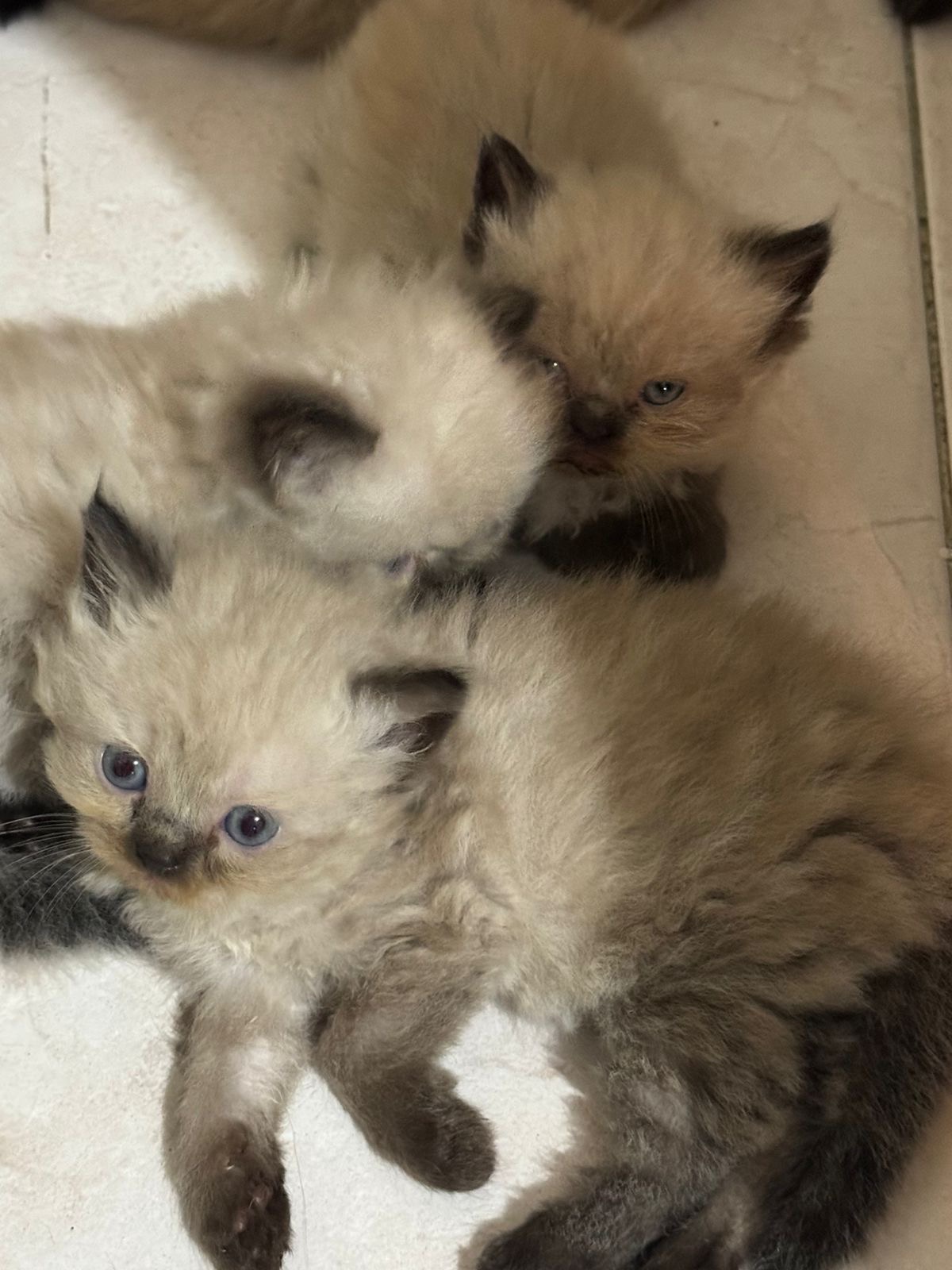 animales y mascotas - gatos persa 