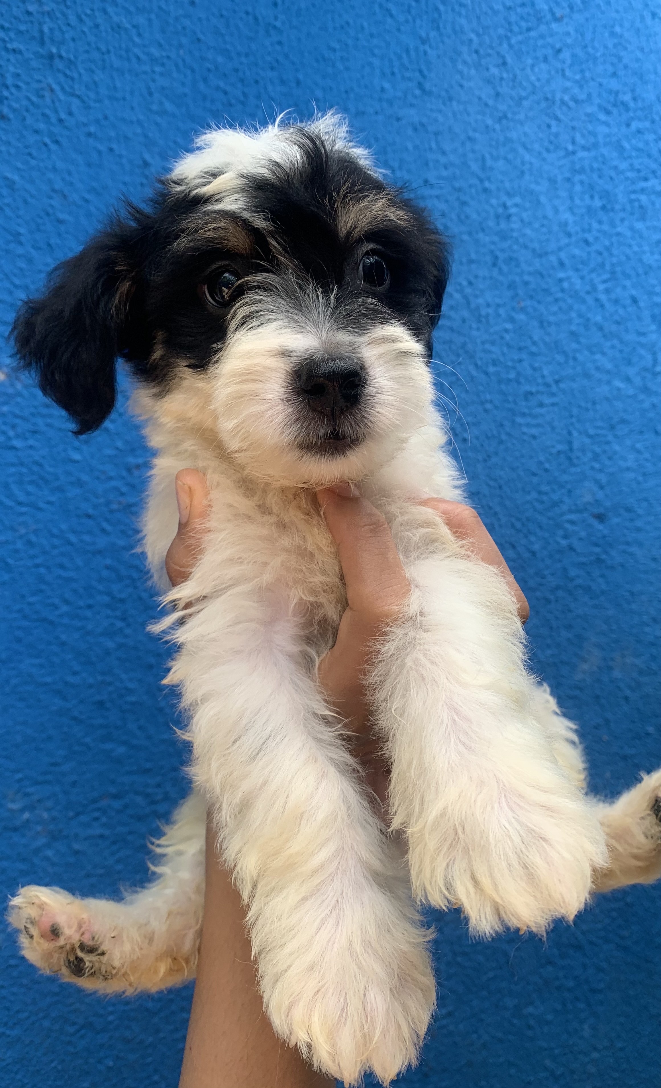 animales y mascotas - perro poodle peluche! 🥰