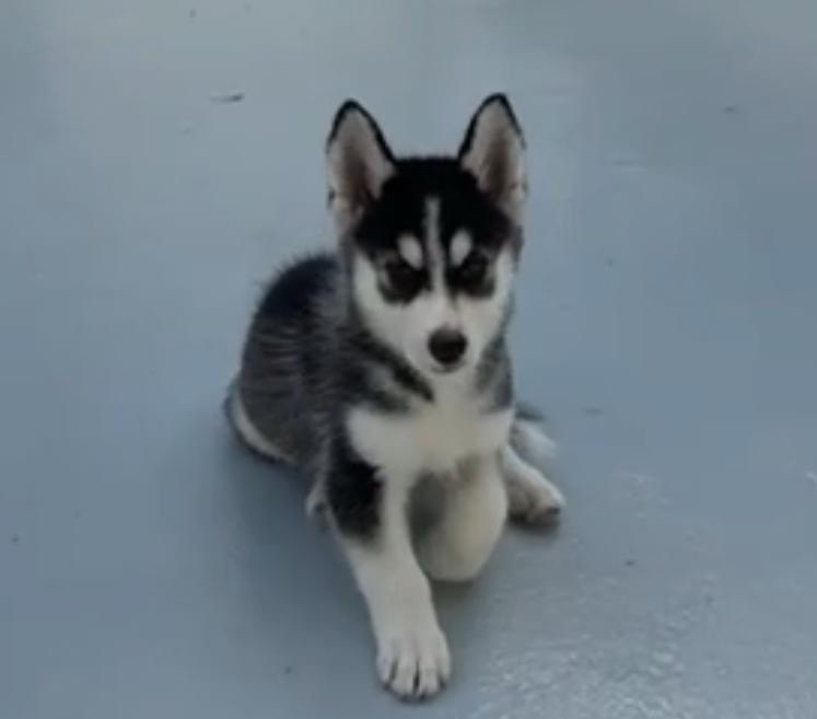animales y mascotas - Perro raza husky siberiano (Hembra)  0