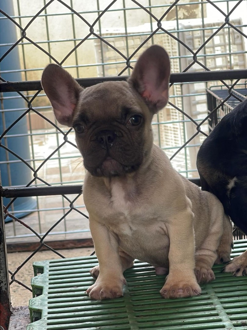animales y mascotas - Bulldog francés macho, frances. Dog, pet, mascota, cachorro, frenchie, puppy