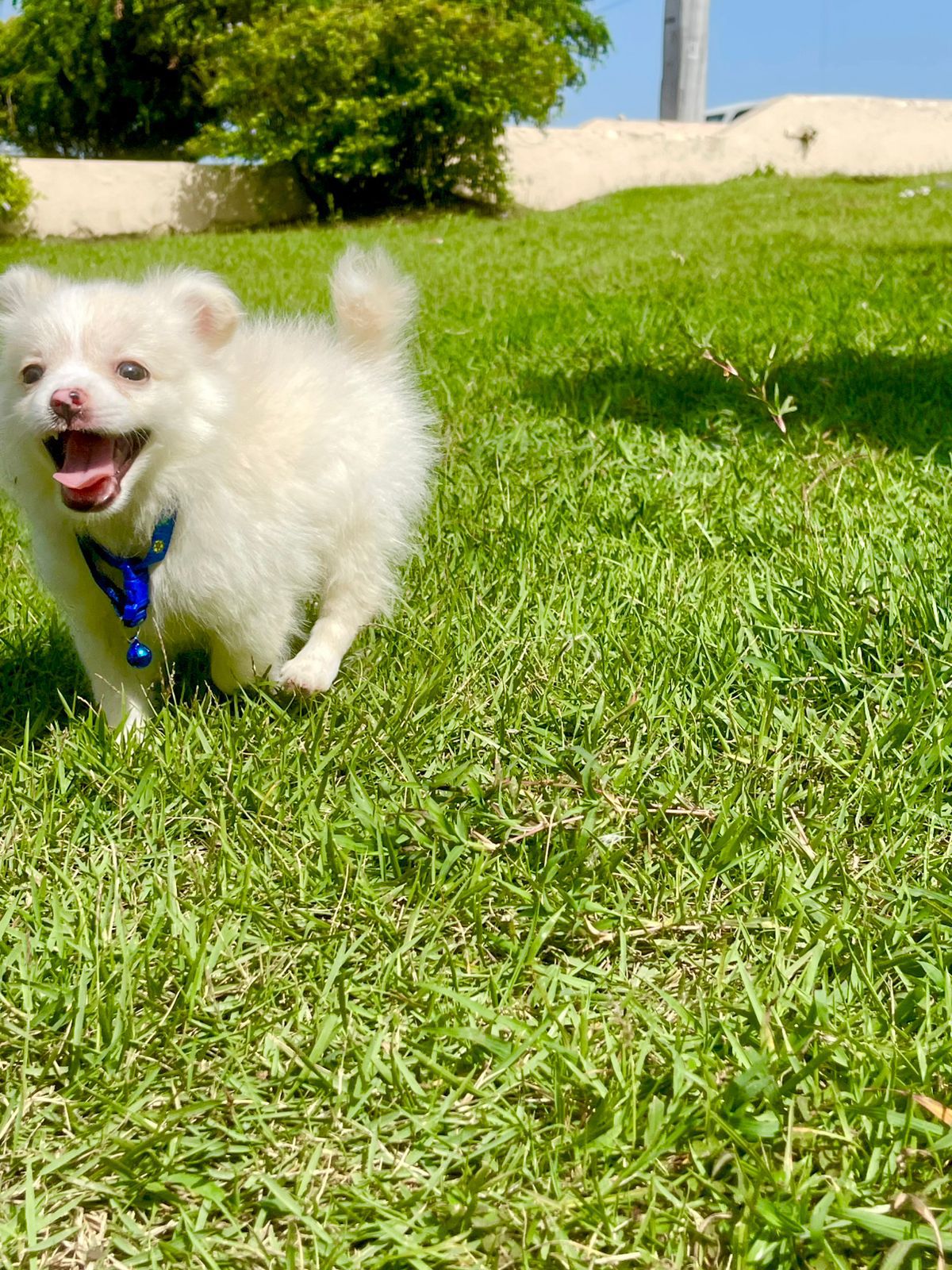 animales y mascotas - pomeranias cachorro 5