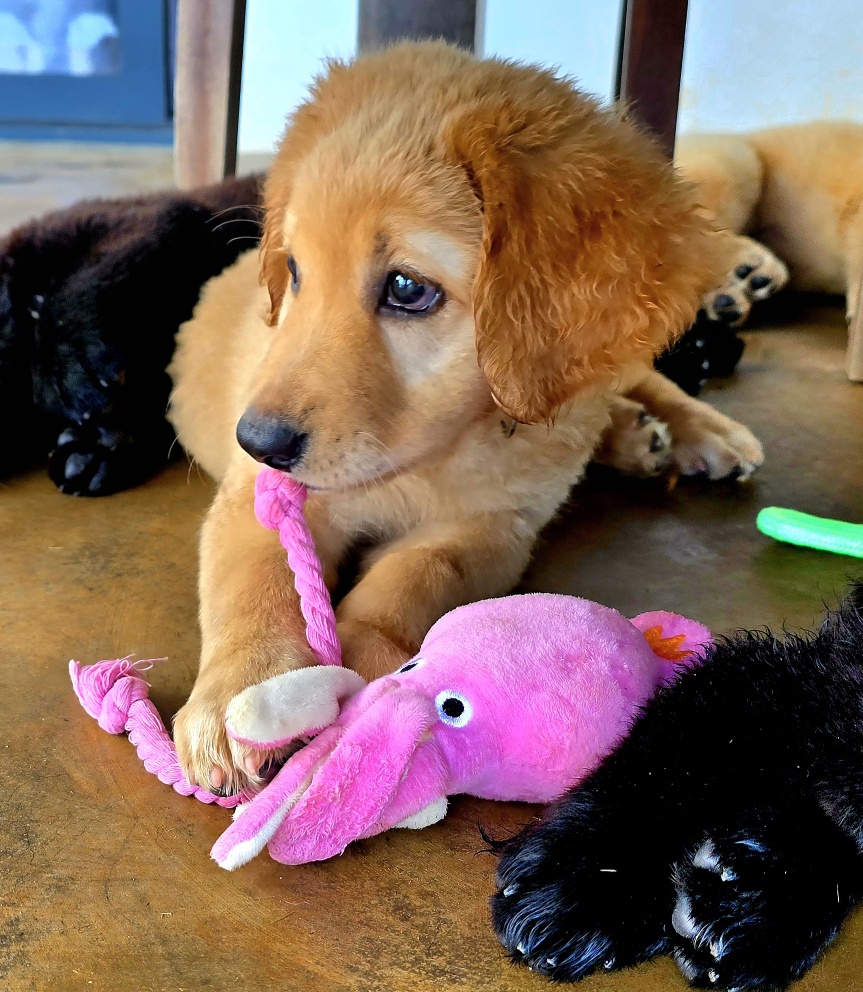 animales y mascotas - 🐾 ¡Buscamos familias para cachorros Hovawart 2