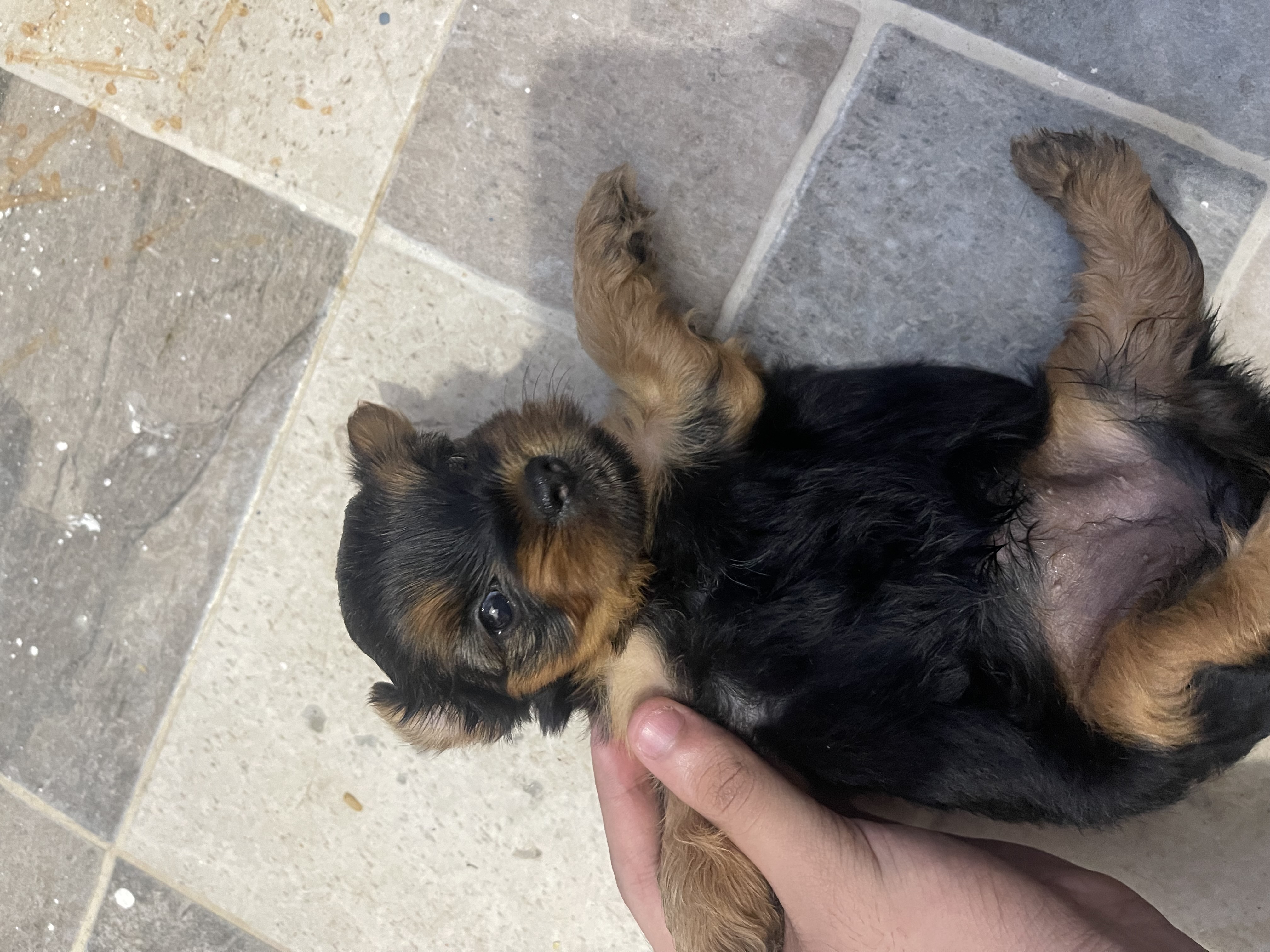 animales y mascotas - Yorkshire terrier 1