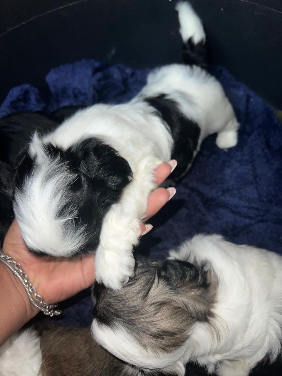 animales y mascotas - Shitzut varones y hembra  5
